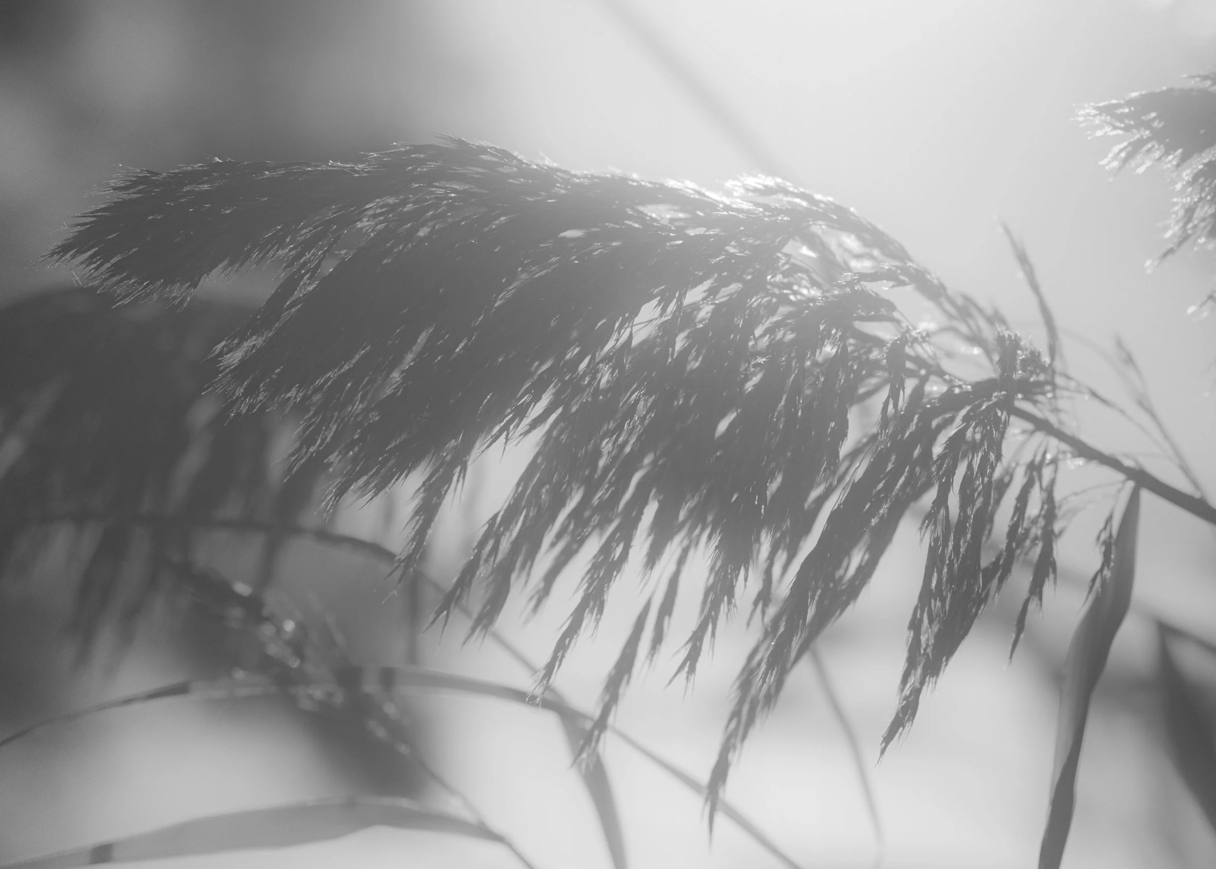 Close-up of grass or plant stems, with a soft focus and high exposure, in black and white.