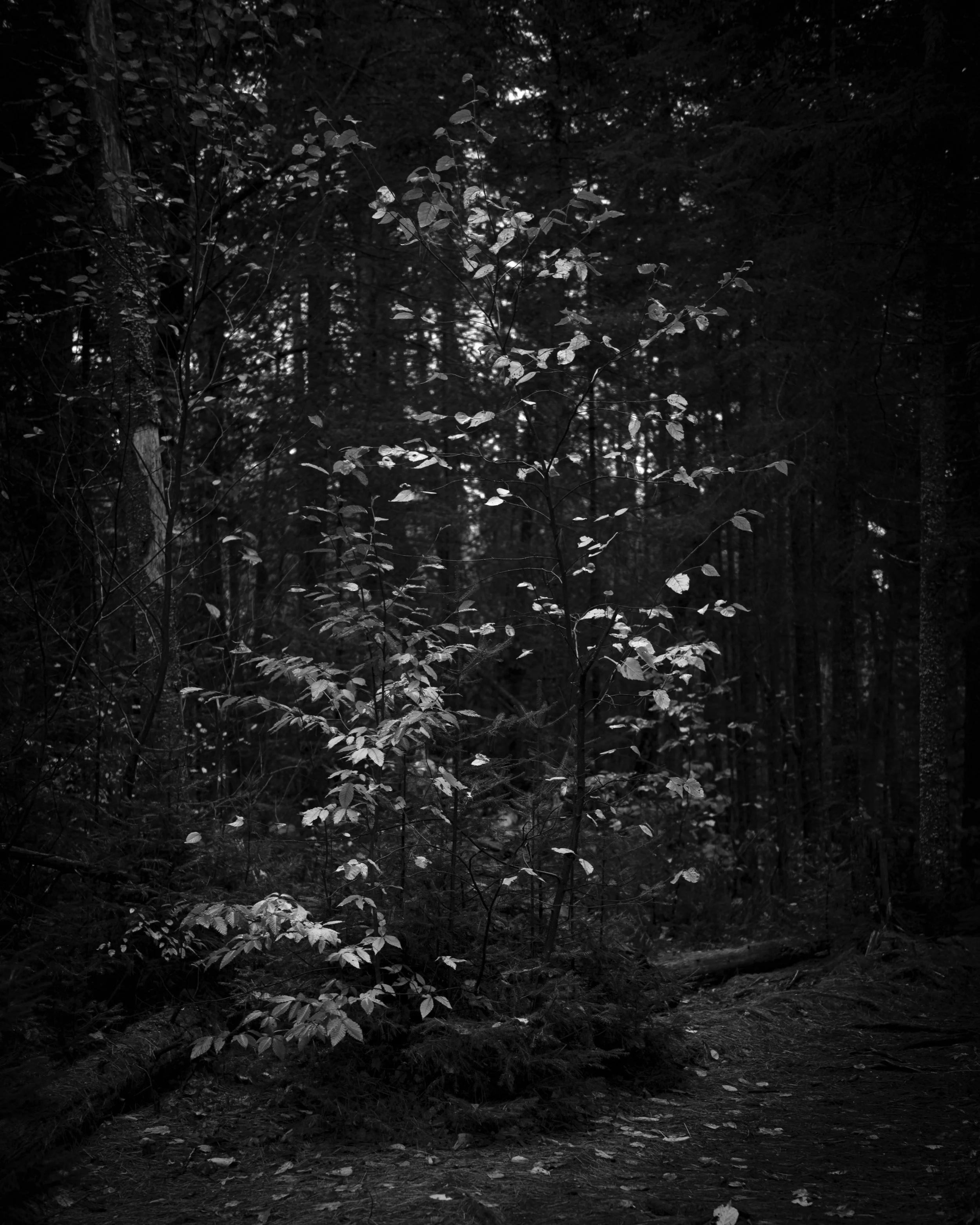 A dark forest scene with trees and plants, limited light filtering through the dense canopy, and a forest floor covered with leaves and debris.
