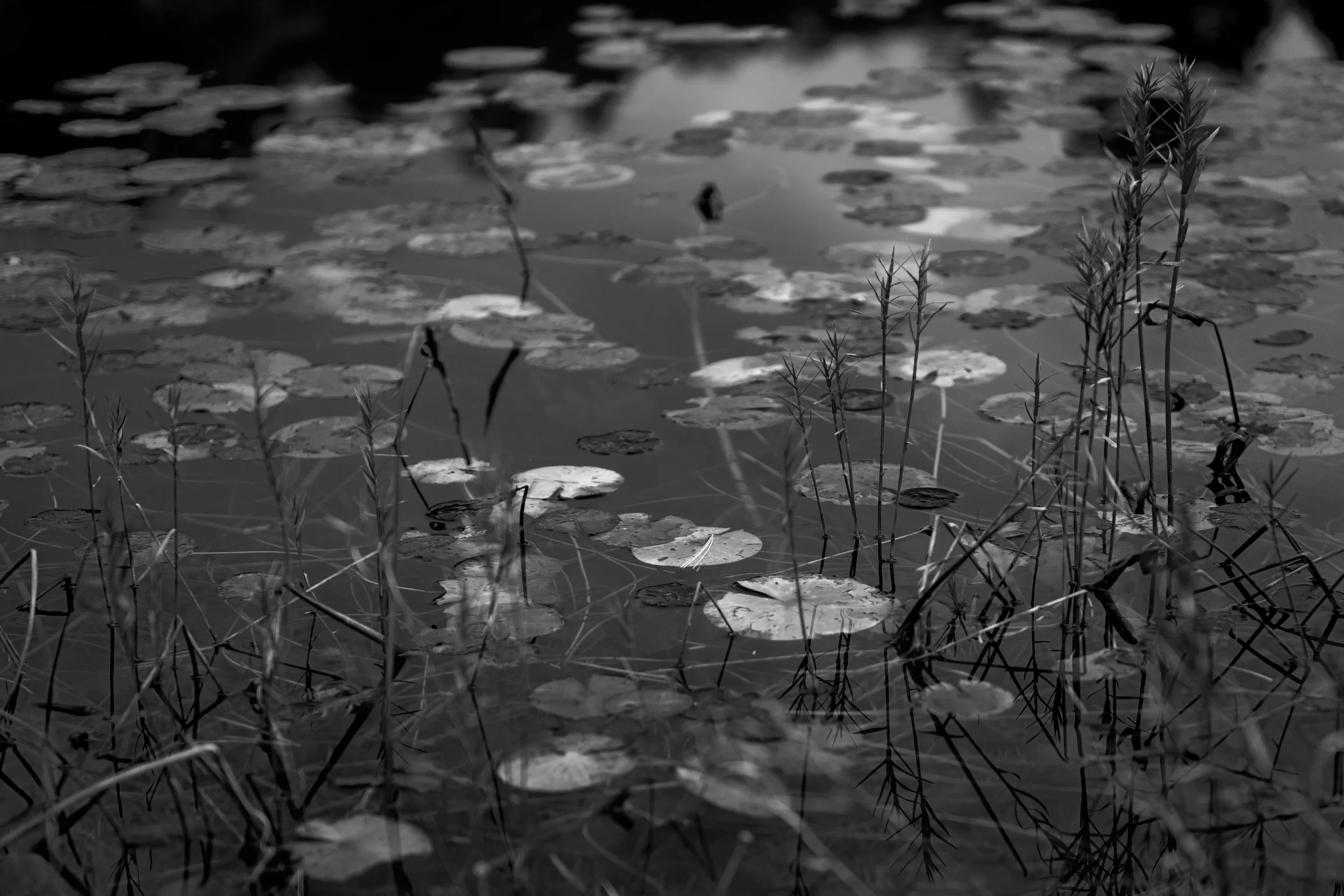 A black and white photo of lily pads on a pond with some tall grass in the foreground.