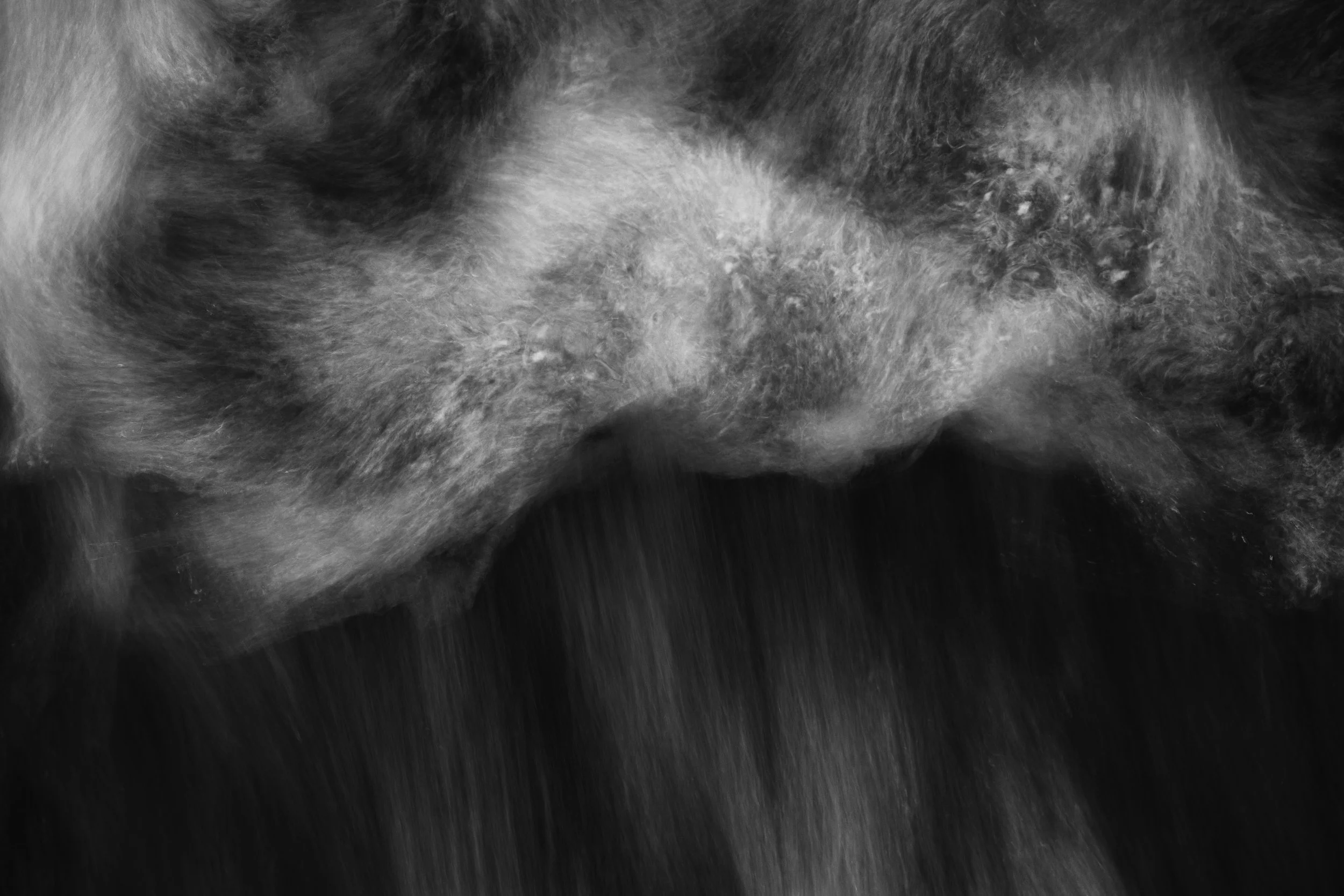 Close-up of a dog's nose with a blurry background.