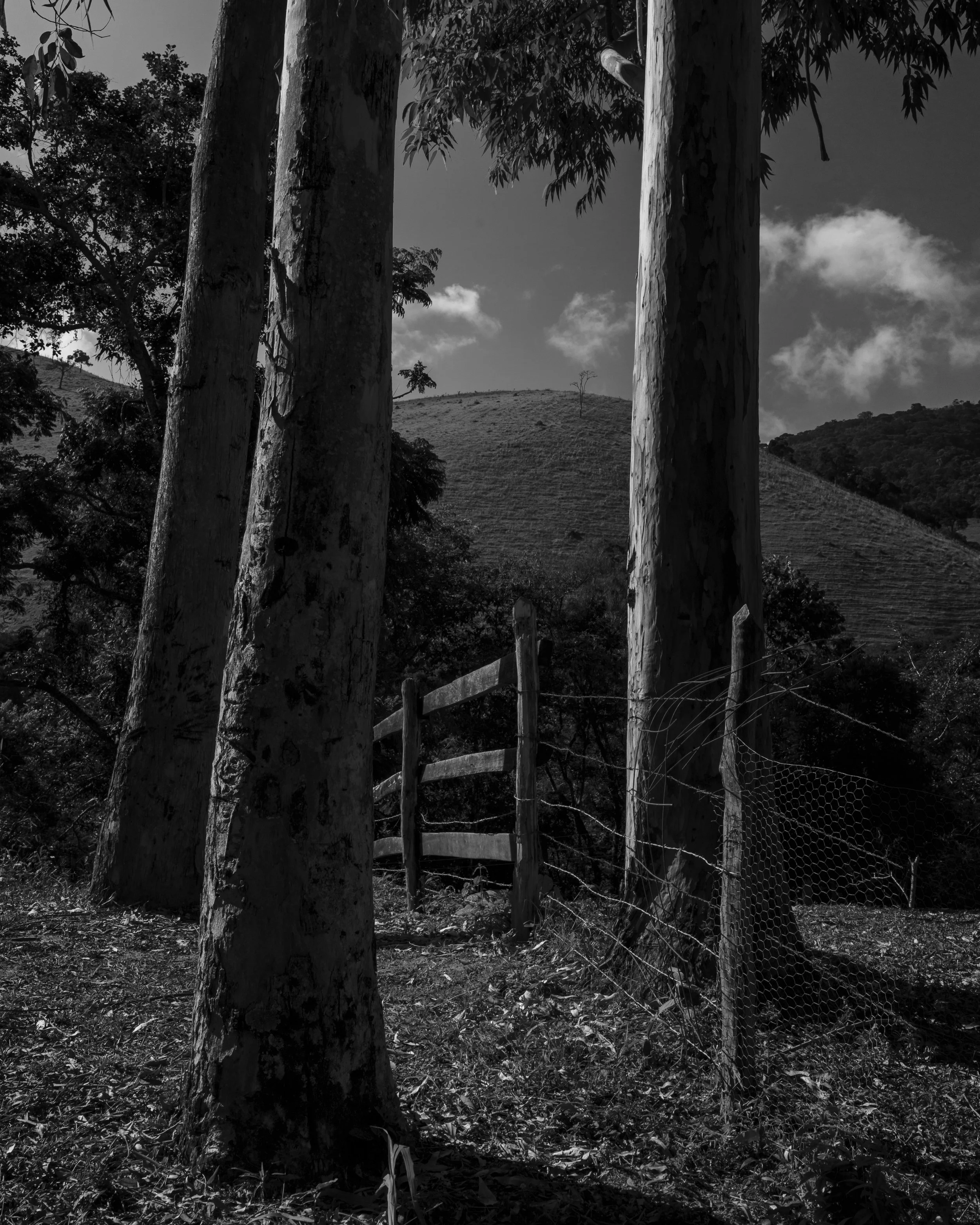 Black and white photo of trees with textured trunks, a hill in the background, and a sky with scattered clouds.