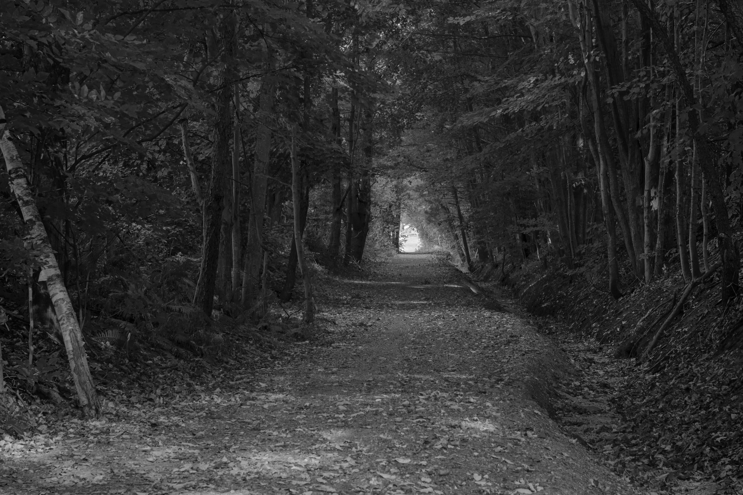 A dirt forest trail surrounded by tall trees and dense foliage, extending into the distance with light visible at the end of the path.