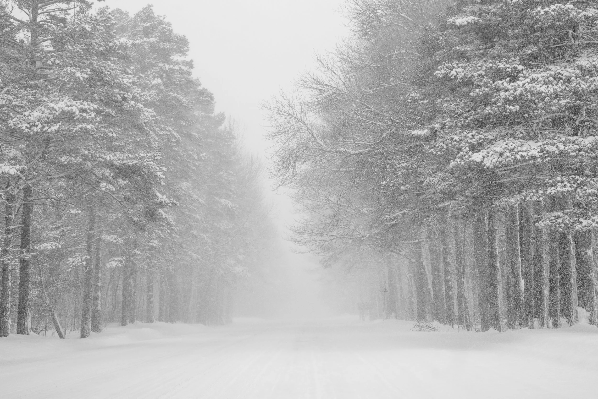 Snow-covered trees lining a foggy, snow-blanketed path in a winter landscape.