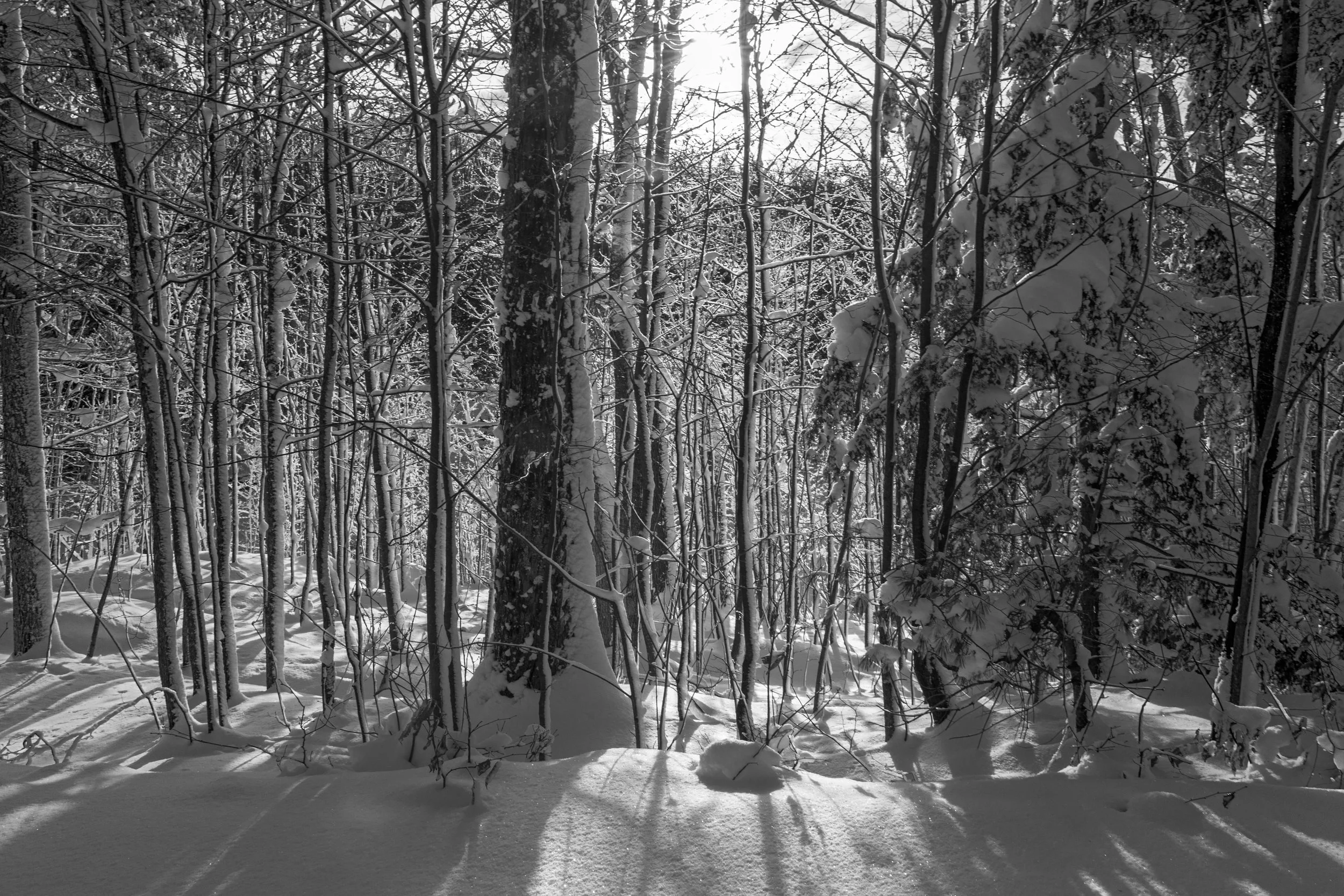 Snow-covered forest with sunlight shining through trees, creating long shadows on the snow.