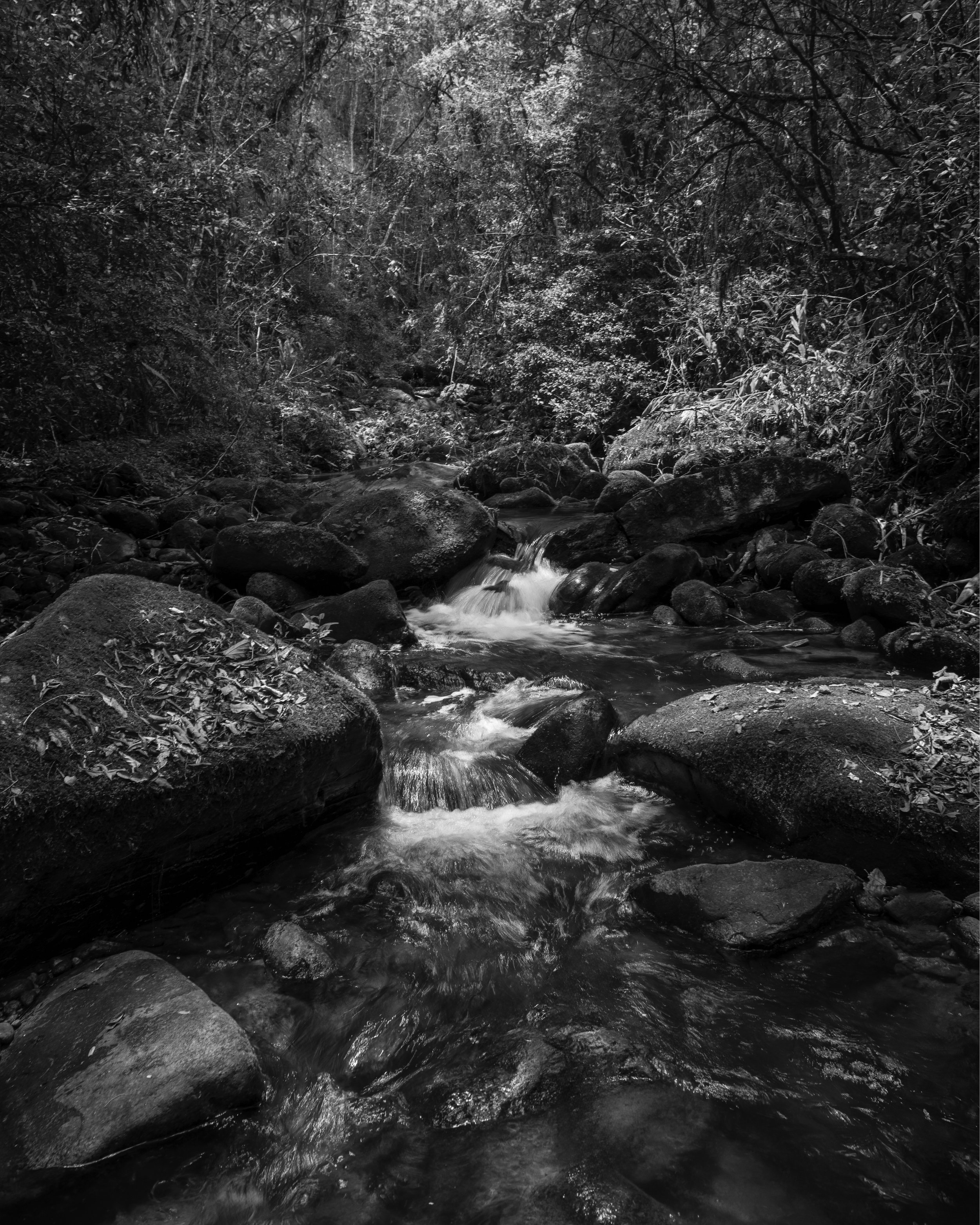 A black-and-white photograph of a small mountain stream with rocks and dense trees on both sides.
