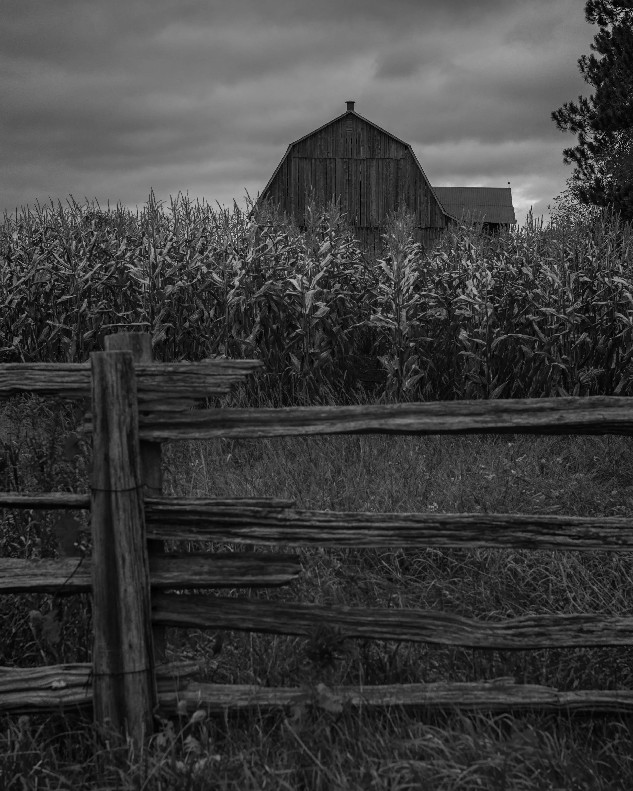 Black and white photo of a wooden barn surrounded by a cornfield, with cloudy sky and trees in the background.