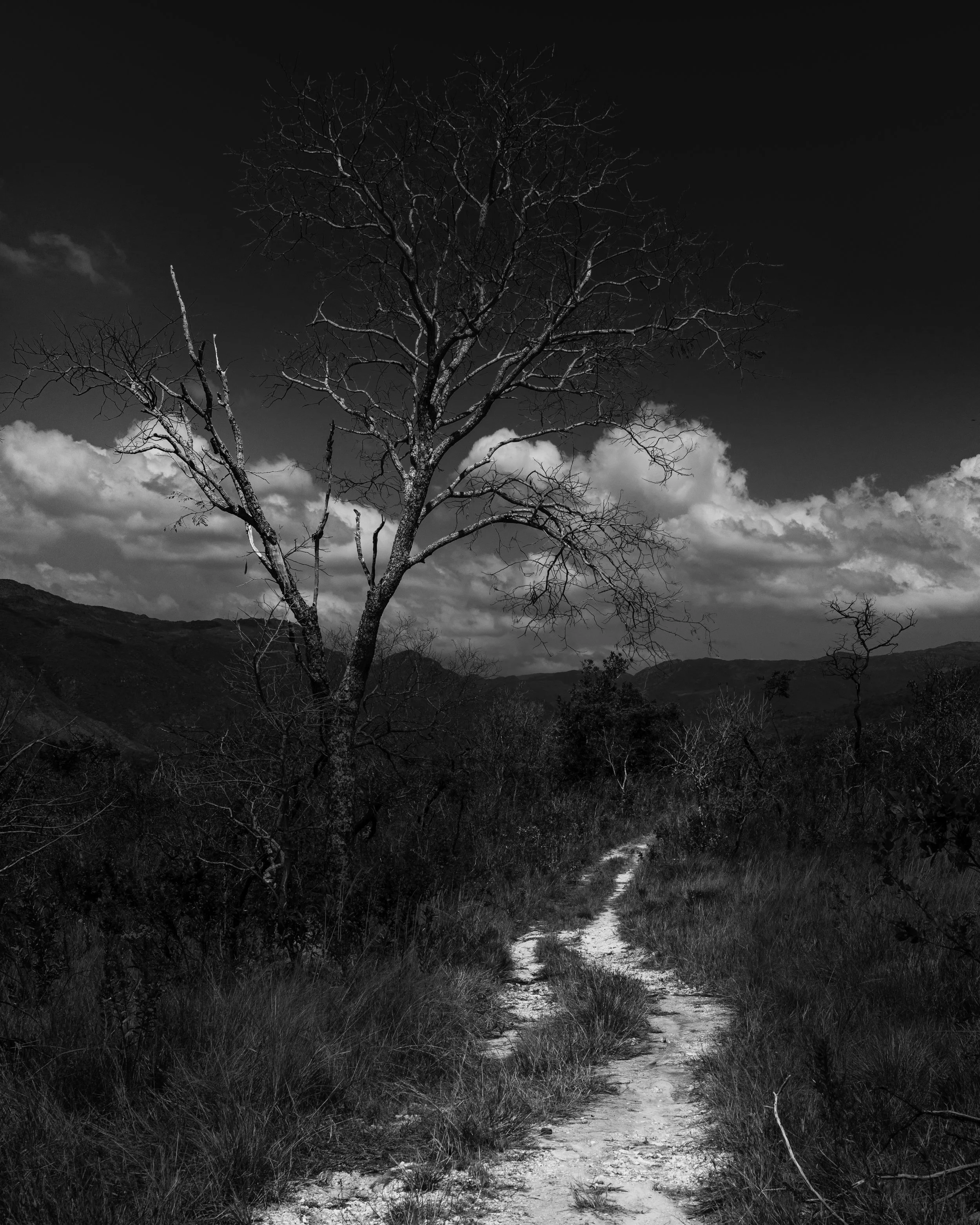 A black and white landscape featuring a dead tree with bare branches, a winding dirt path, and hills in the background under a cloudy sky.