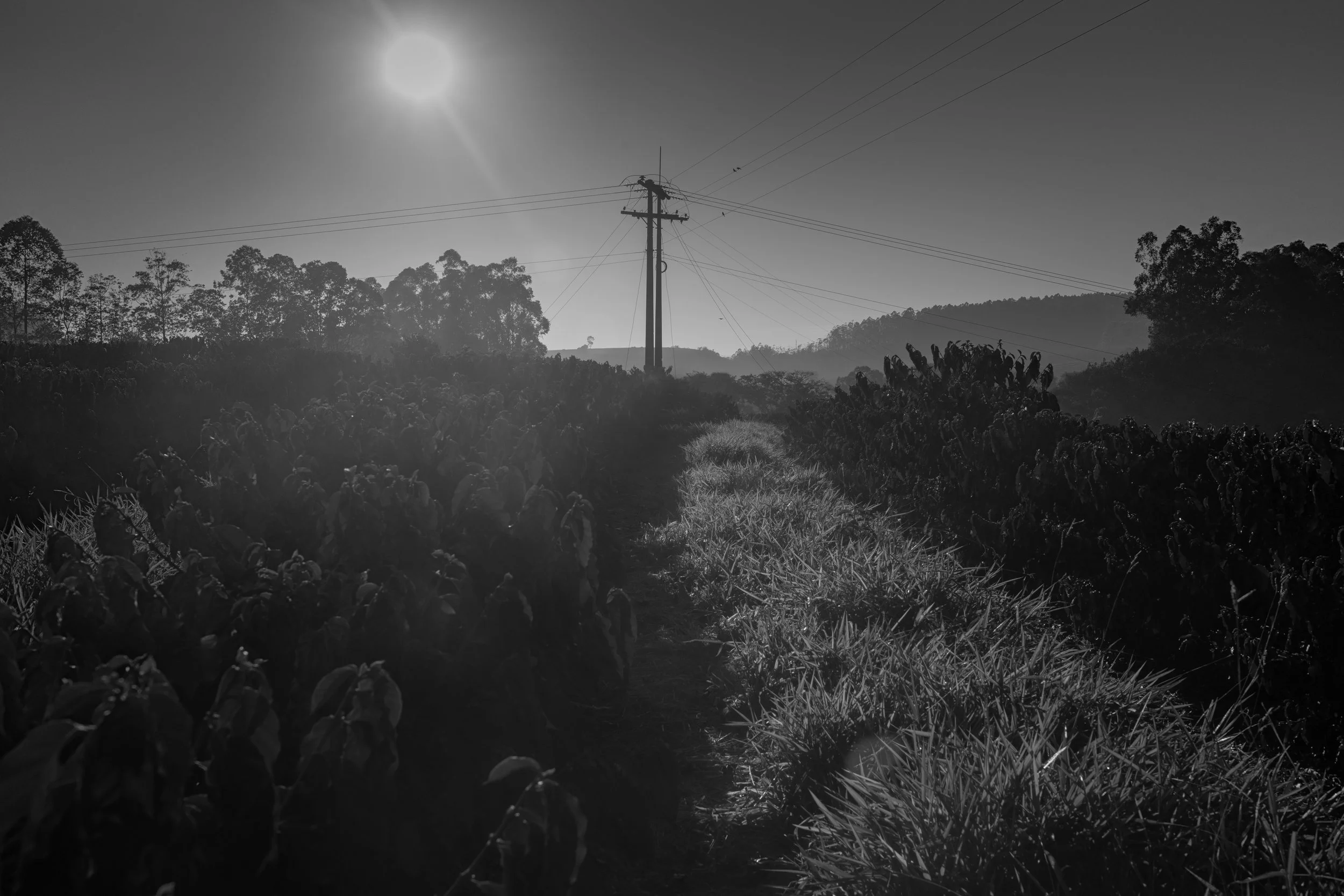Black and white photo of a rural landscape with a telephone pole and power lines, trees on the horizon, and the sun shining brightly in the sky.