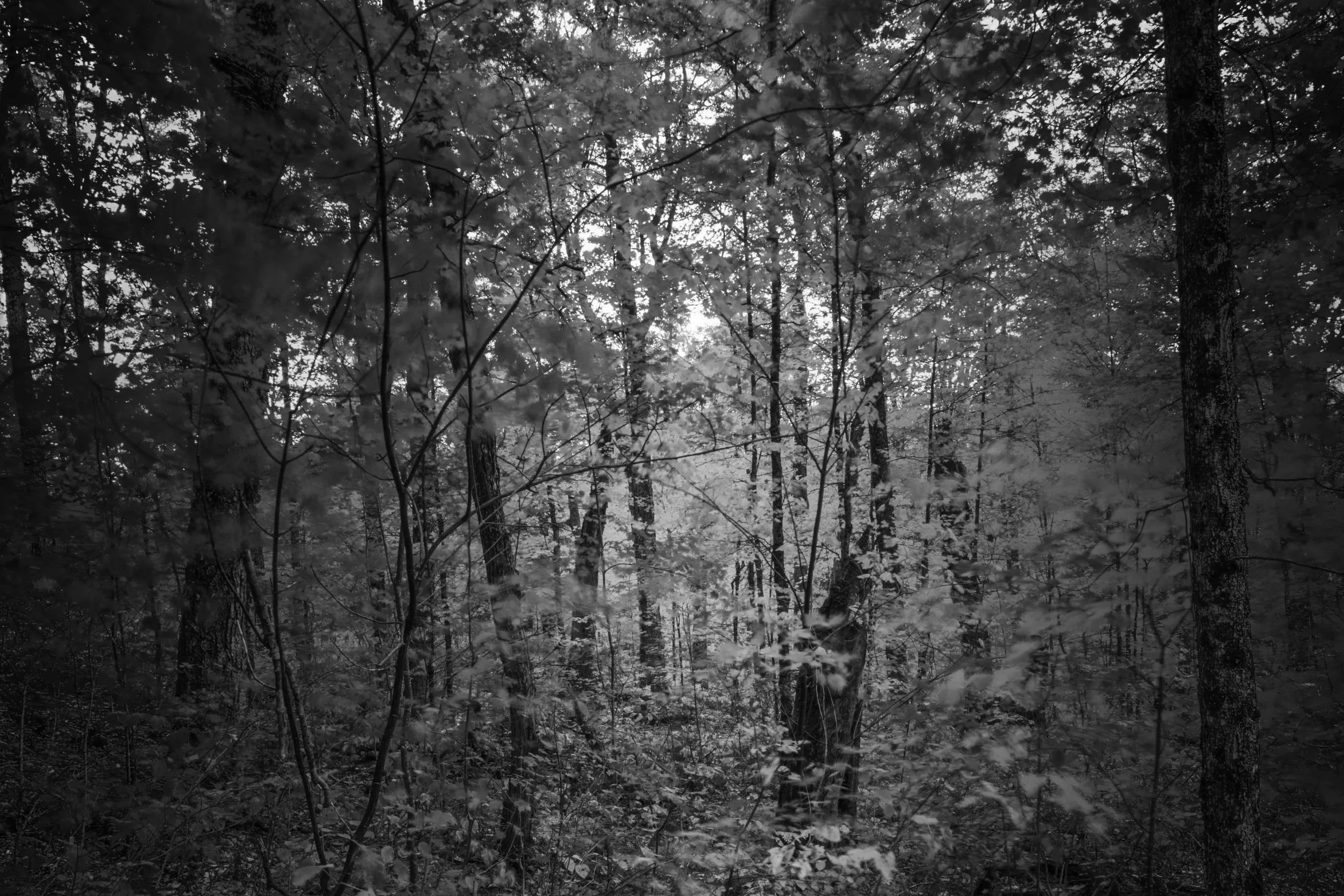 Black and white photo of a dense forest with tall trees and leaves, with sunlight filtering through the canopy.