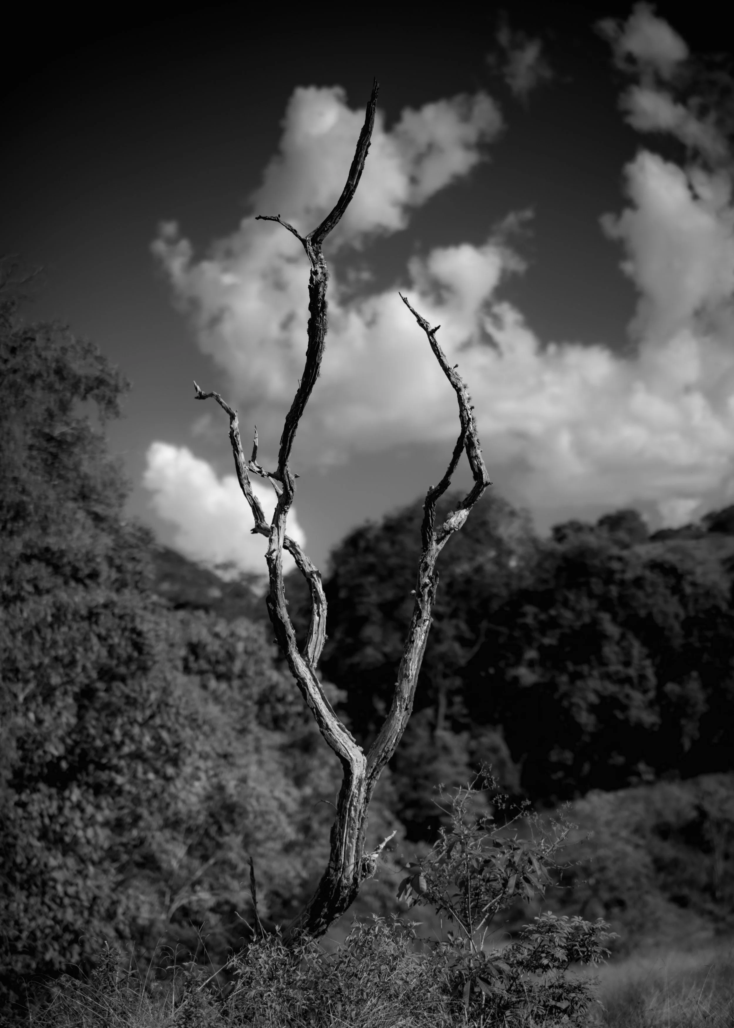 _DSC8866.jpg