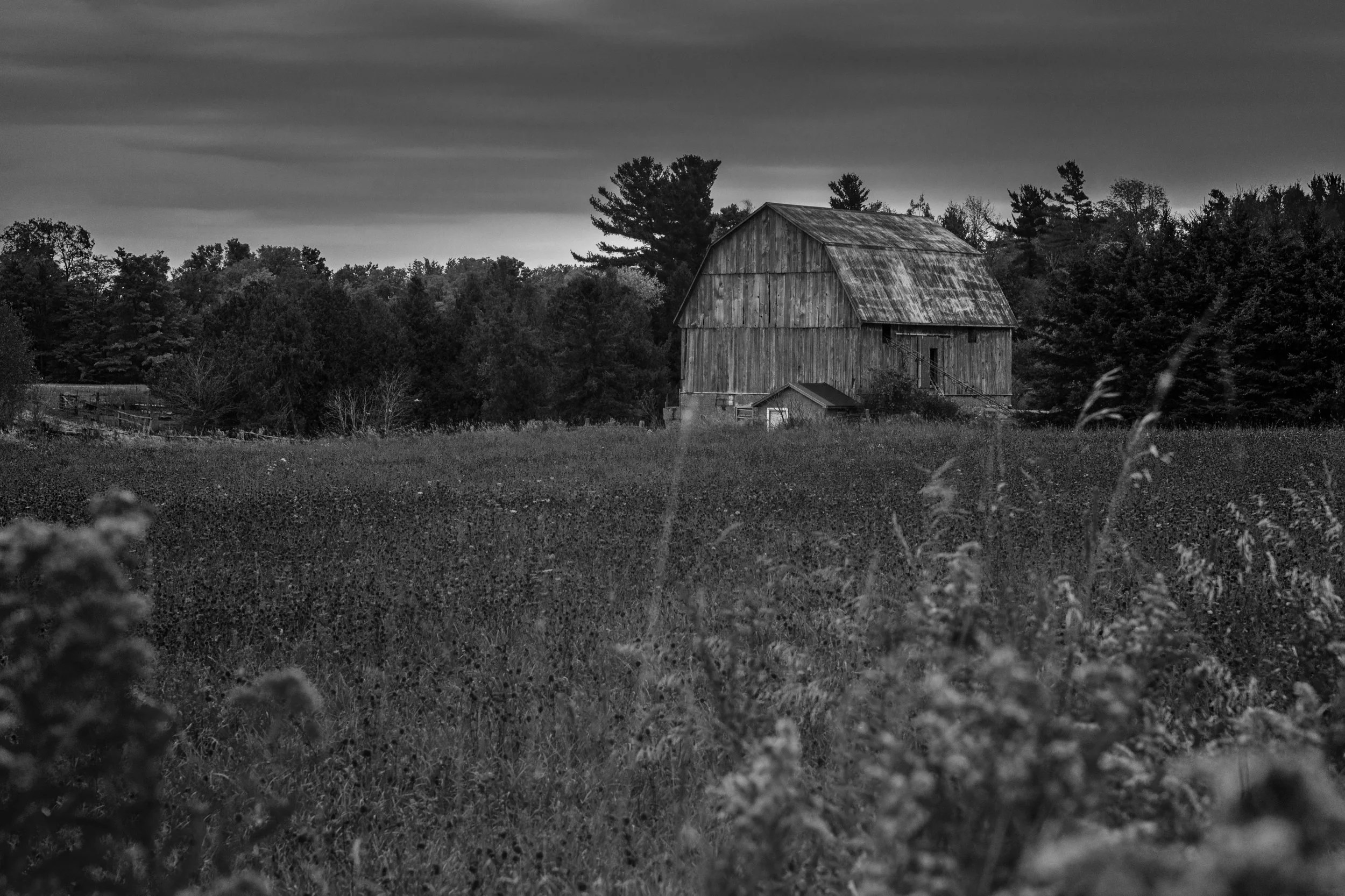A black and white photograph of a rural scene featuring an old wooden barn surrounded by trees and tall grass, with a dramatic cloudy sky overhead.