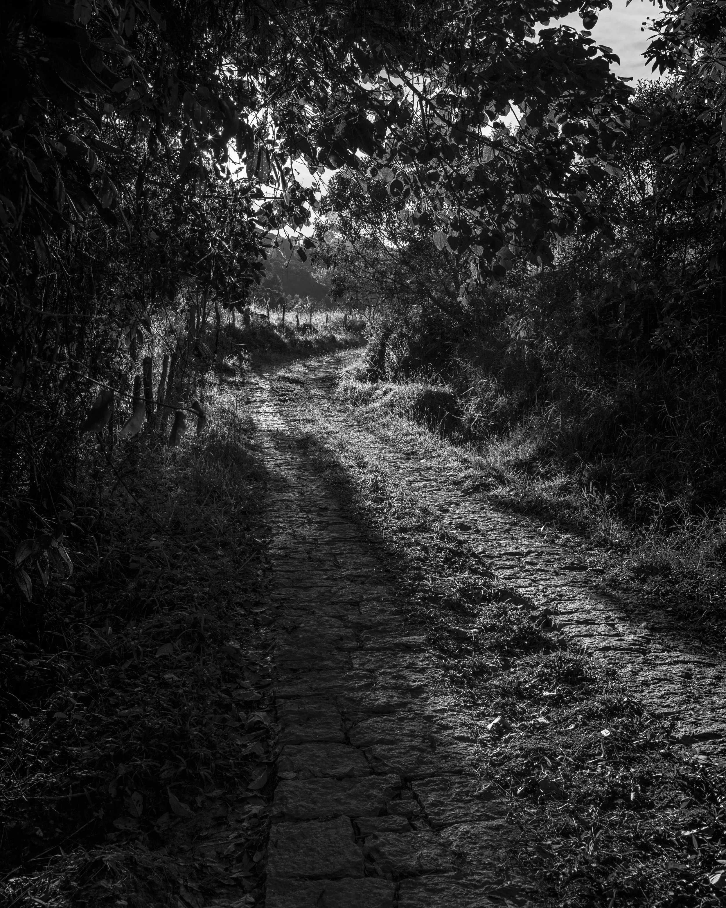 A dirt path through dense trees and bushes in black and white, with sunlight filtering through the leaves.