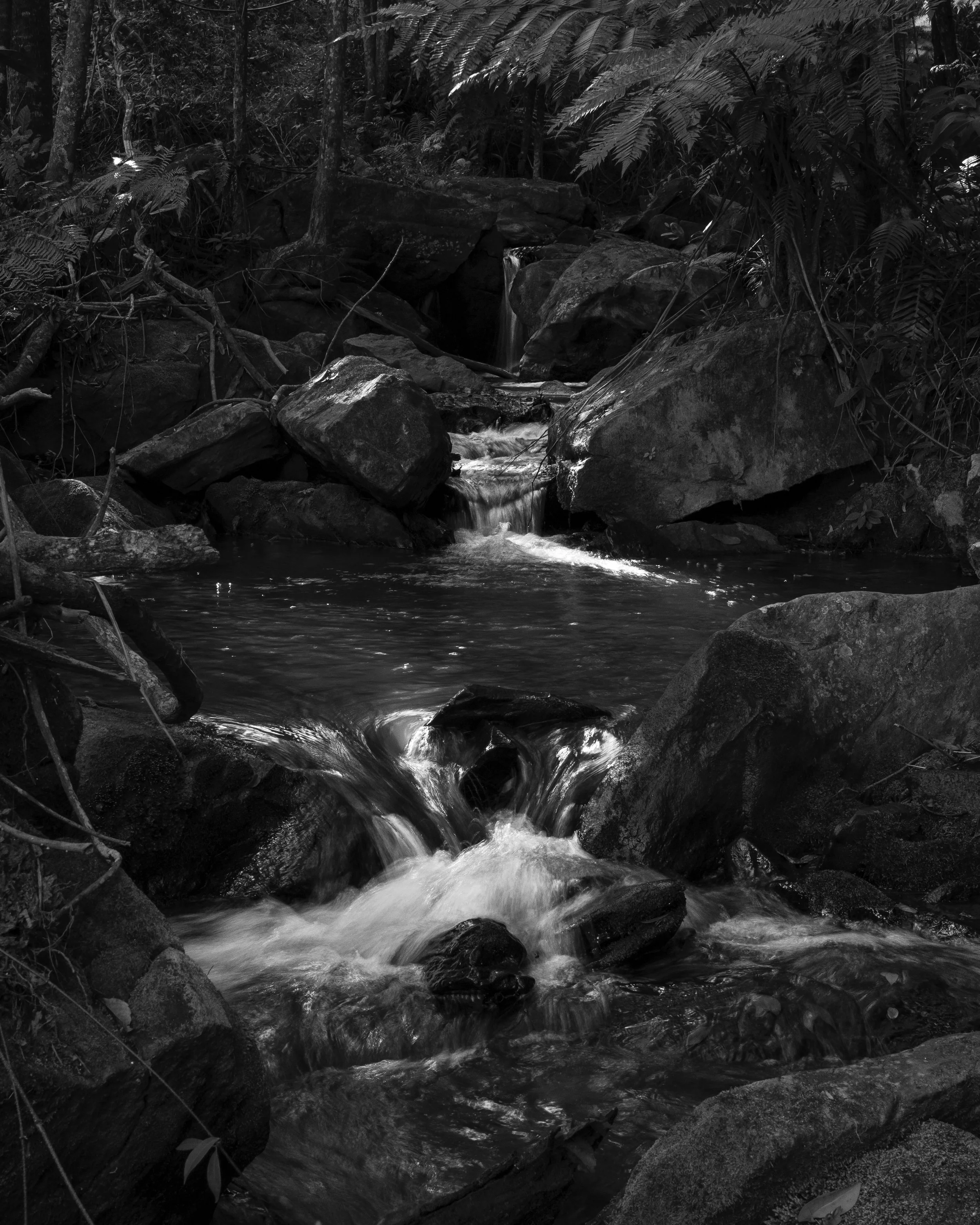 A black and white photo of a small waterfall flowing over rocks in a forest surrounded by trees and ferns.