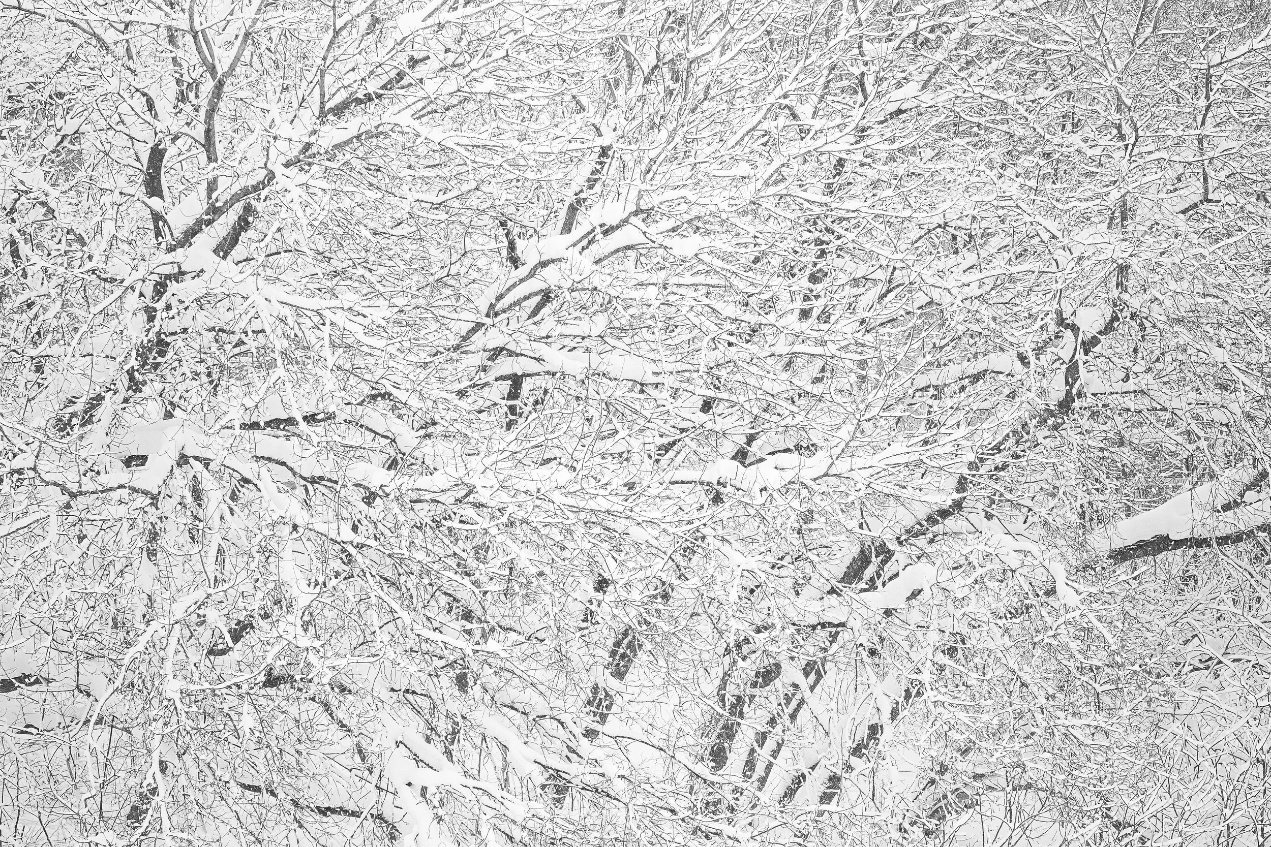Snow-covered tree branches in winter