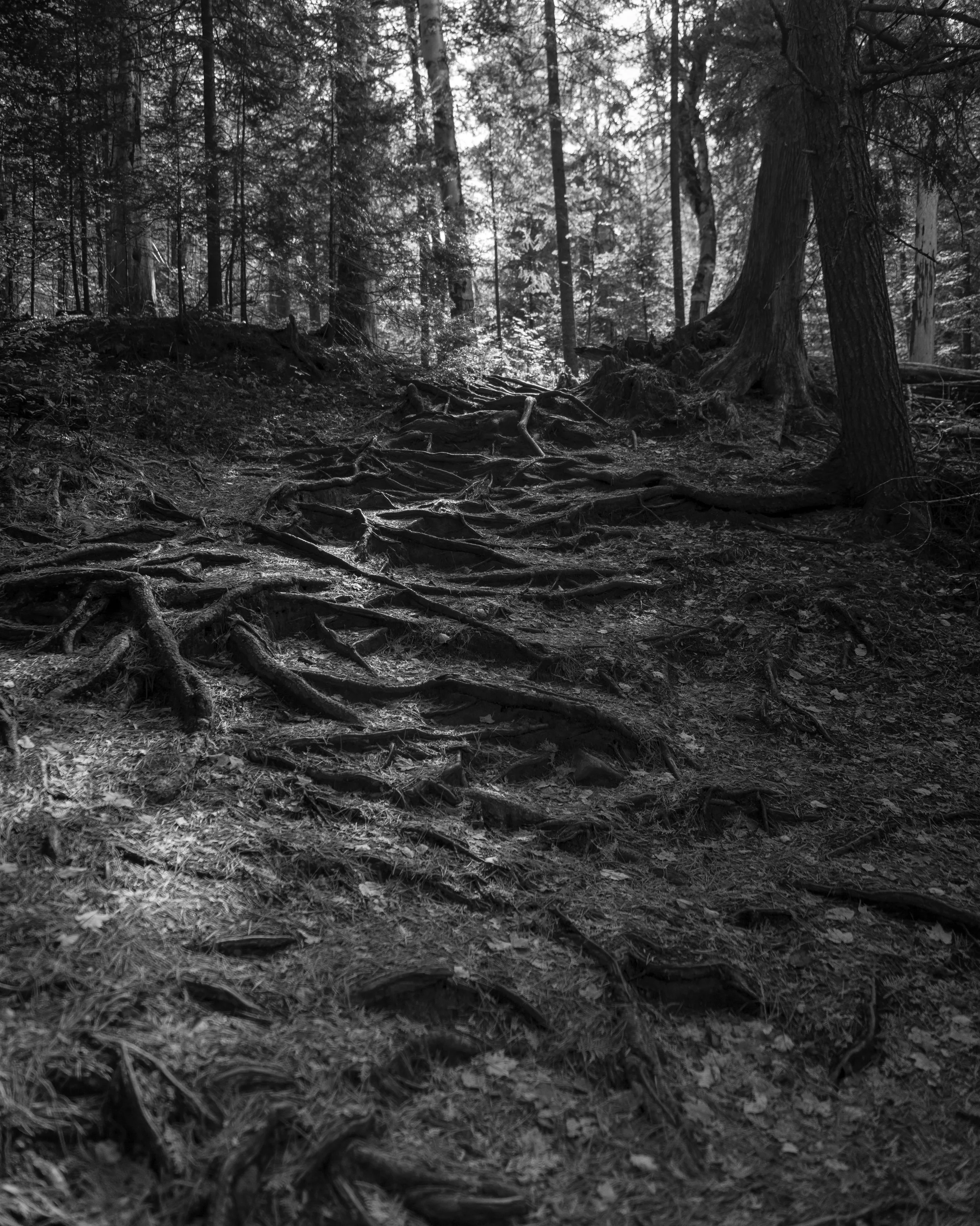 Black and white photograph of a dense forest with tall trees and visible roots on the forest floor.