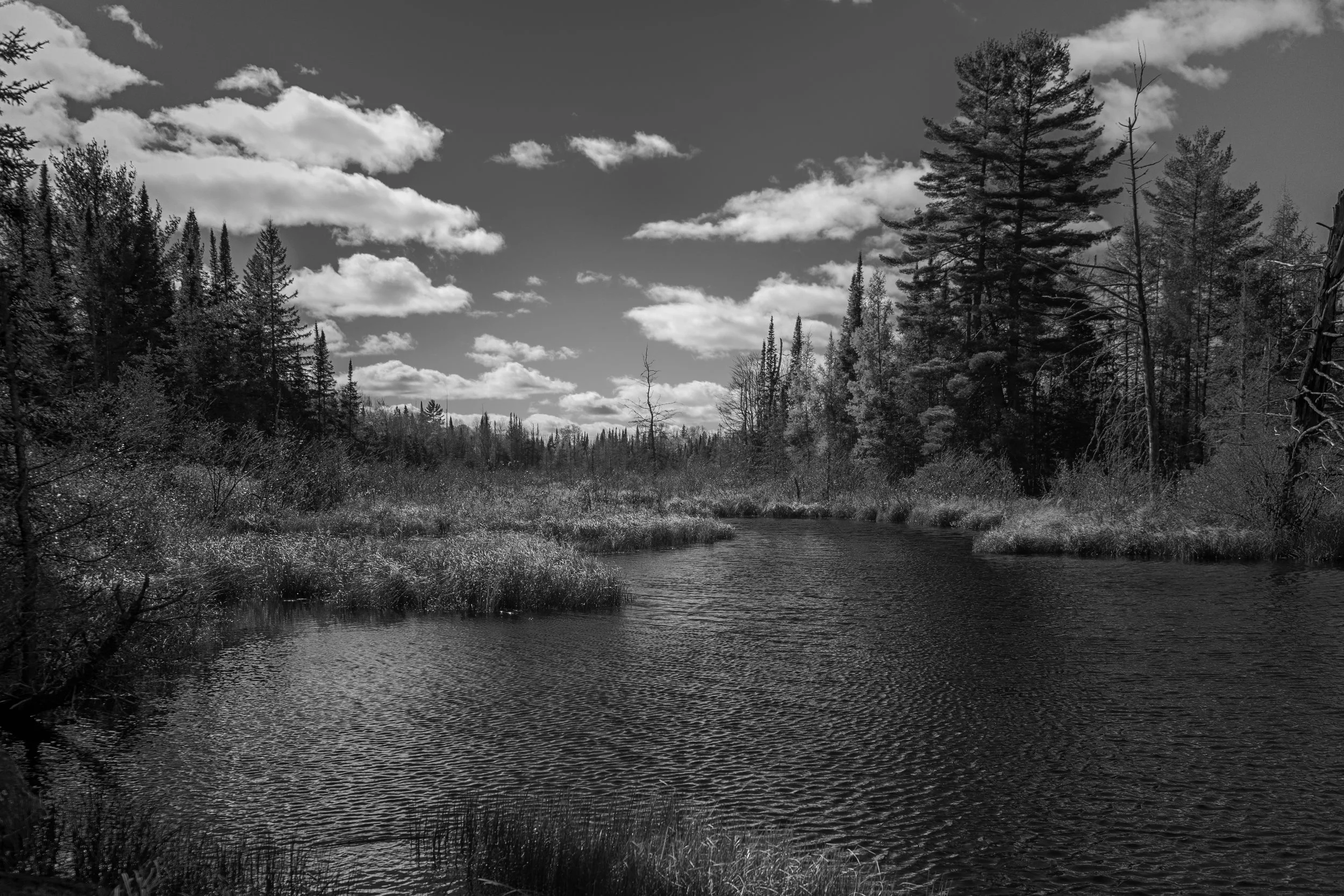 Black and white photo of a serene river landscape with tall pine trees along the banks, under a sky filled with scattered clouds.