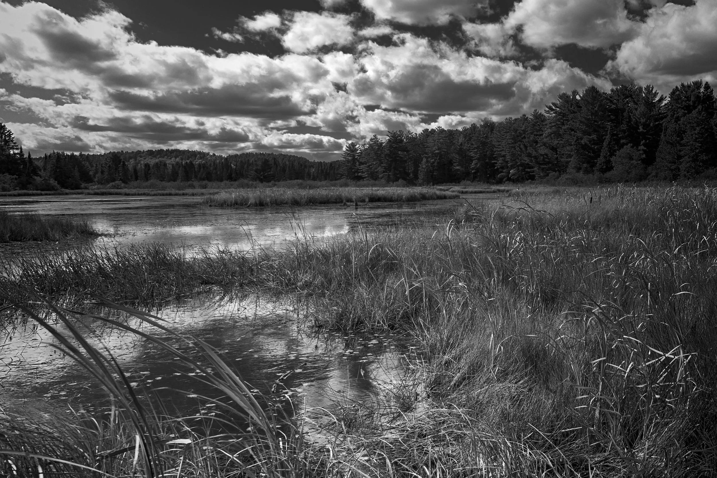 A black and white landscape featuring a river surrounded by tall grasses and dense trees under a sky filled with clouds.
