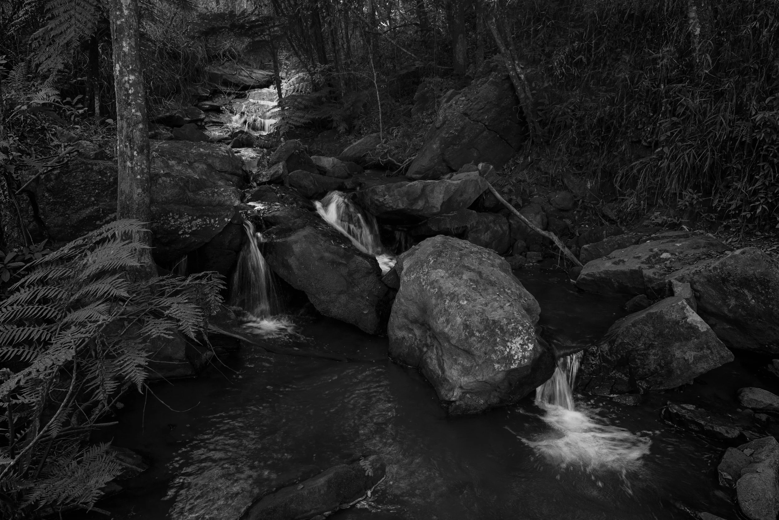 A black and white photo of a small creek with rocks and flowing water in a dense forest with trees and ferns.