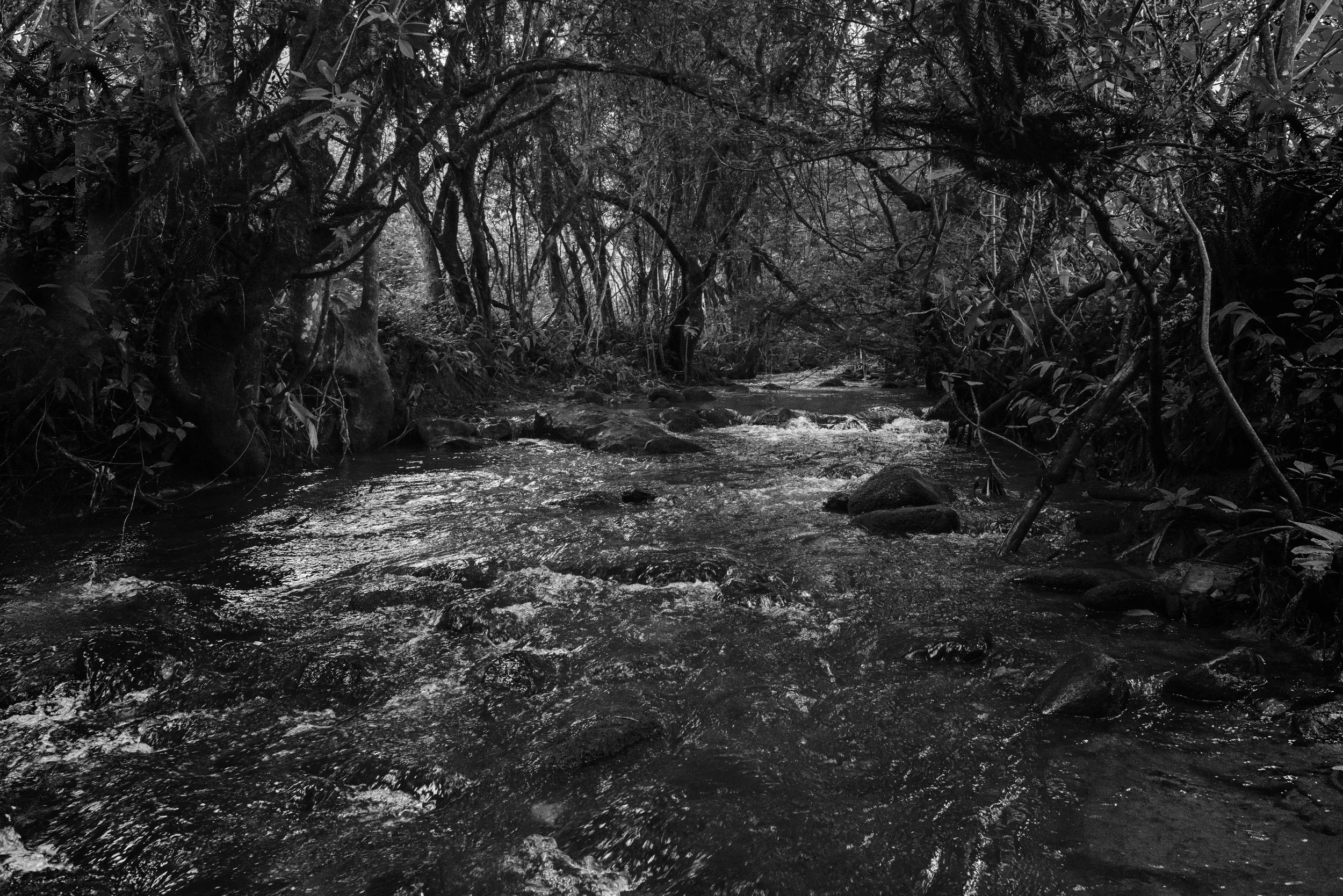 A black and white photo of a stream flowing through a dense forest with trees and branches overhanging the water.
