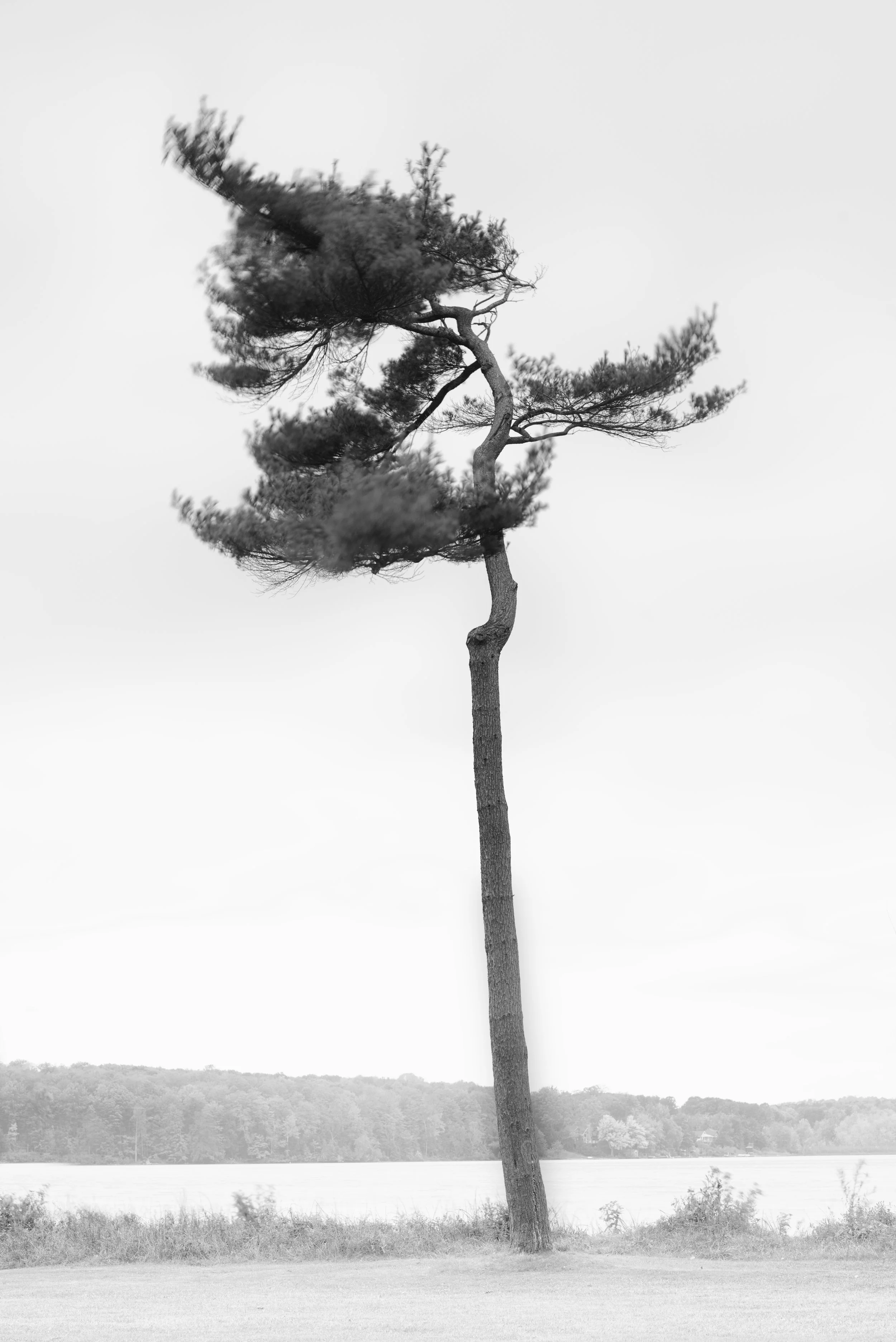 A tall, slightly curved weathered tree stands near a lake with a forested landscape in the background in black and white.