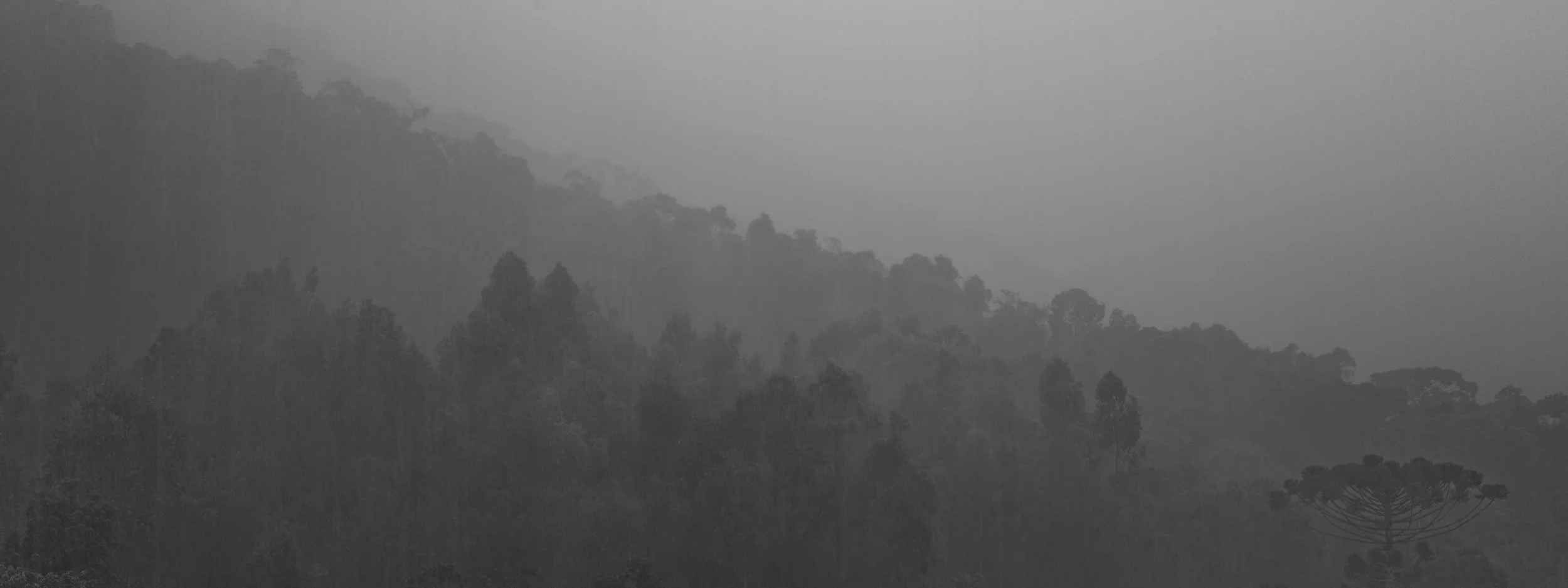 A grayscale image of a misty forested mountain landscape with layered hills and trees in the fog.