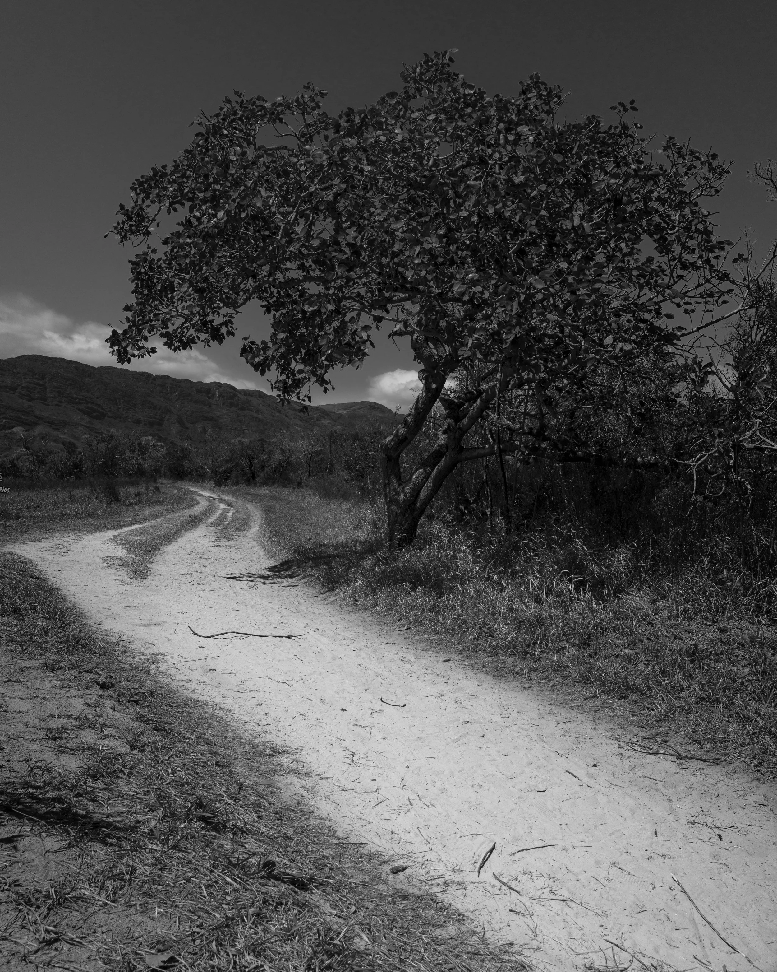 A dirt path winding through a grassy landscape with a large tree in the foreground and hills in the background, black and white image.