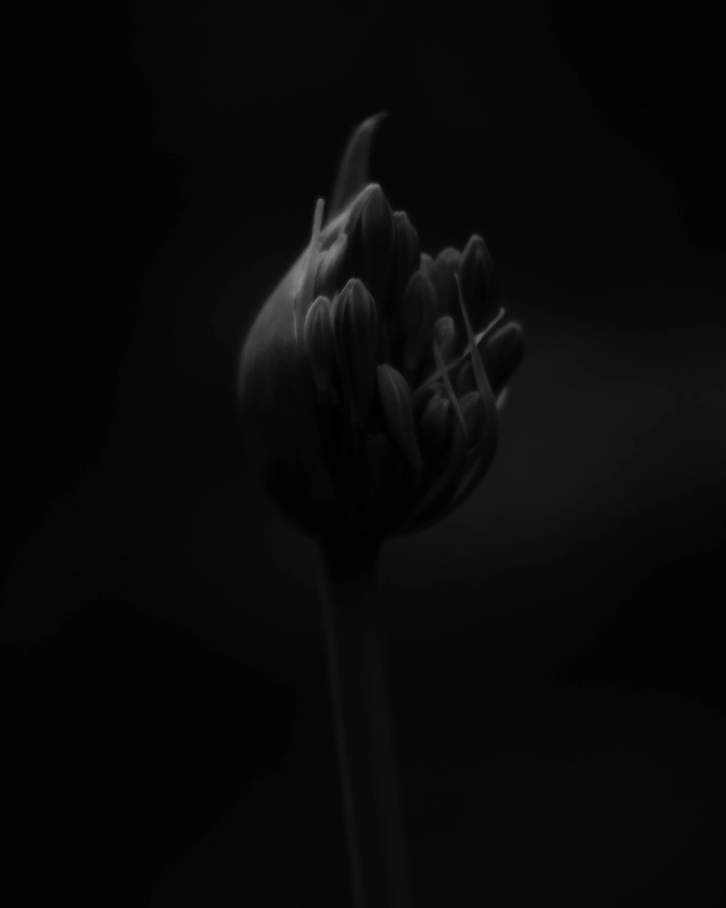 A close-up black and white photograph of a flower bud with a dark background.
