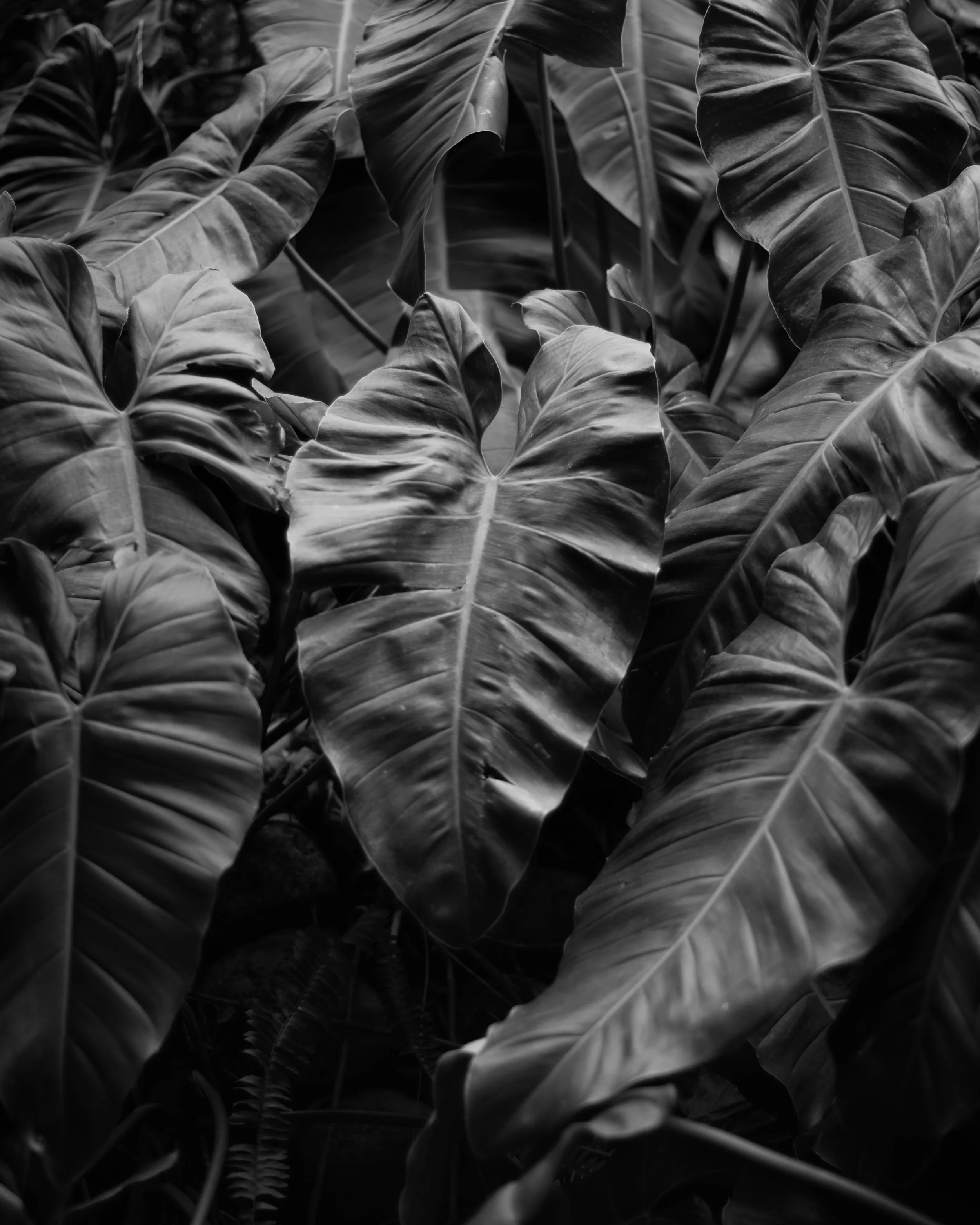 Close-up of large tropical leaves, showing detailed veins, in black and white.