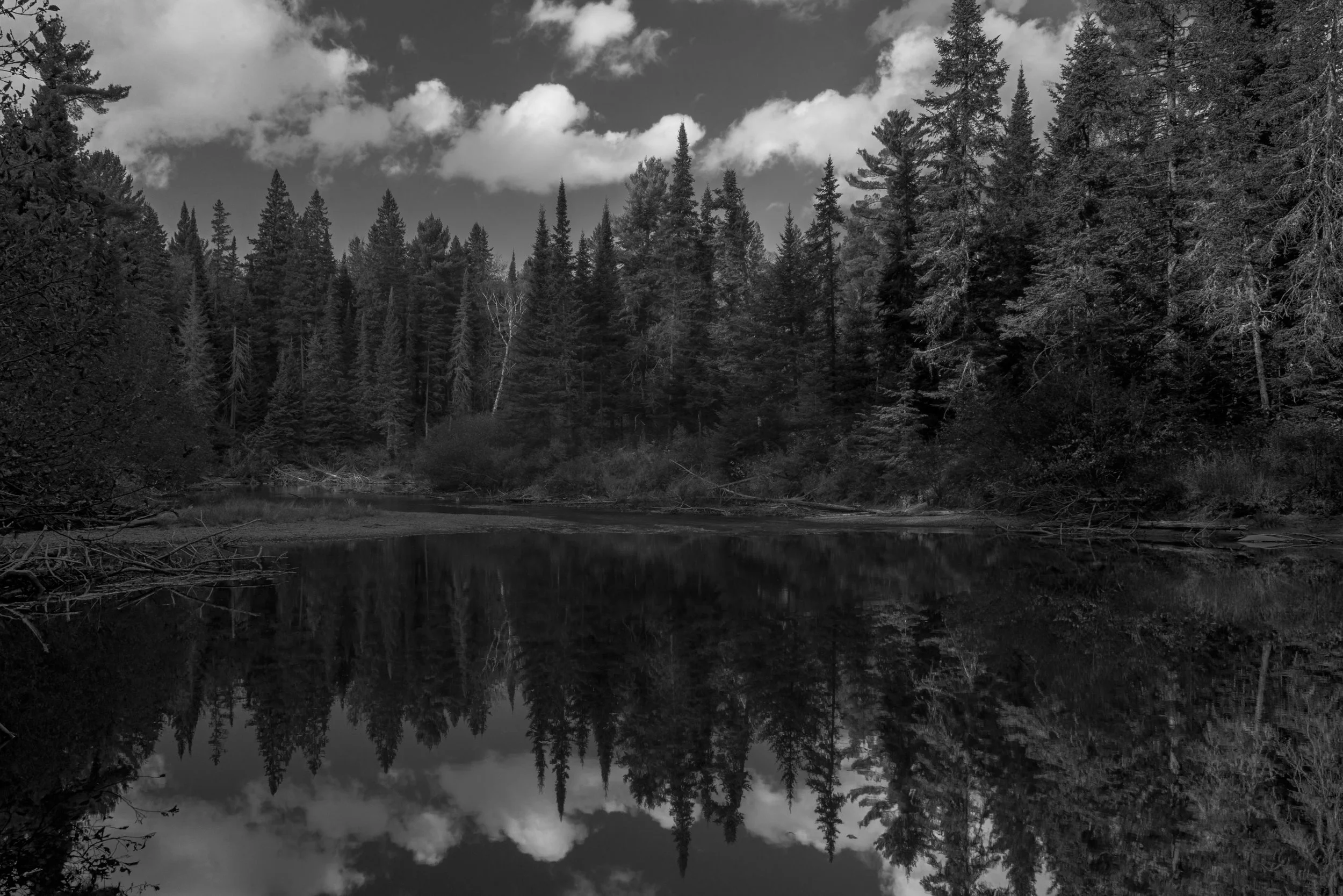 Black and white photo of a forest with tall pine trees and a cloudy sky, reflected in a calm body of water.