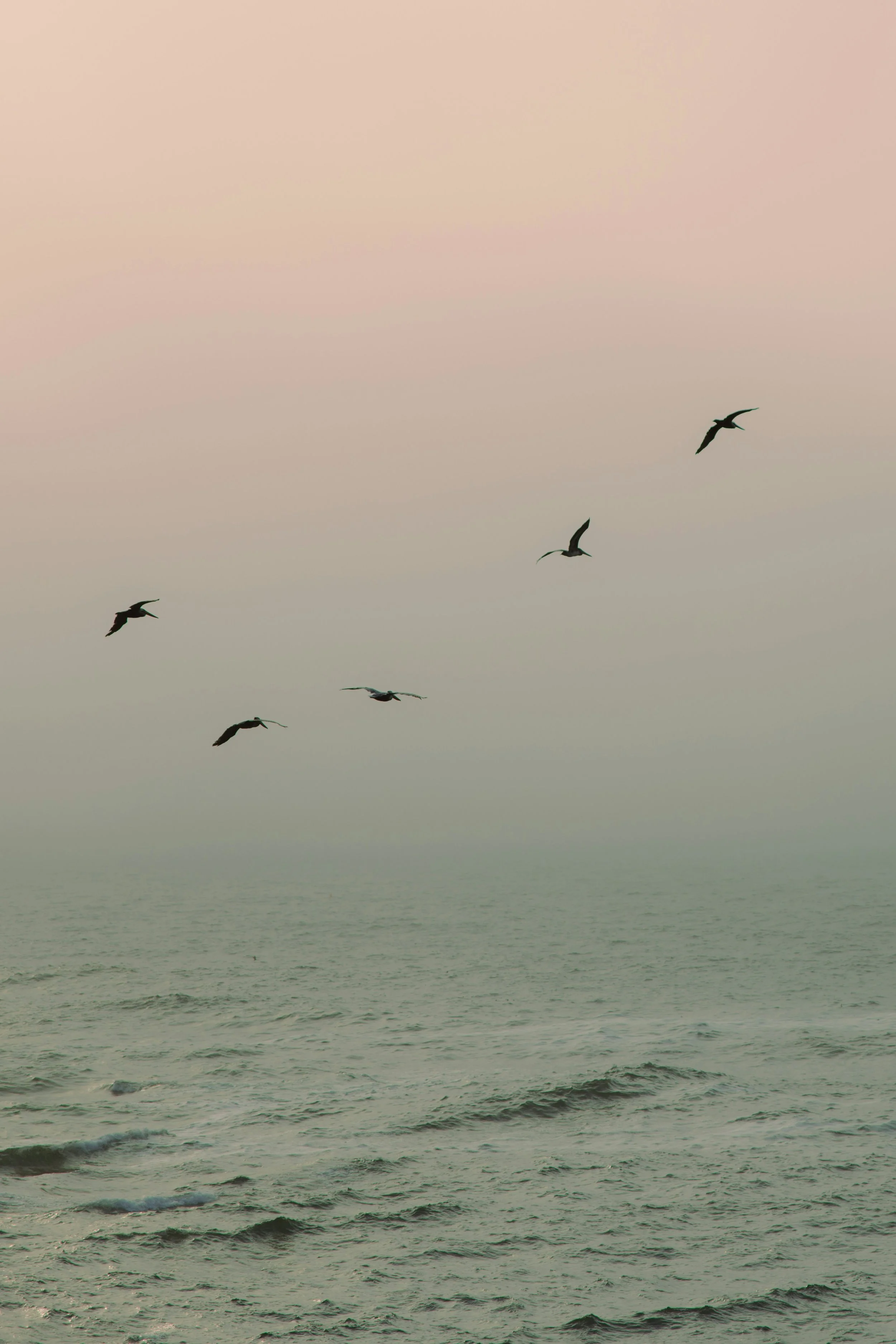 Seagulls flying over the ocean at sunset or sunrise, with soft pink and greenish sky and gentle waves on the water.