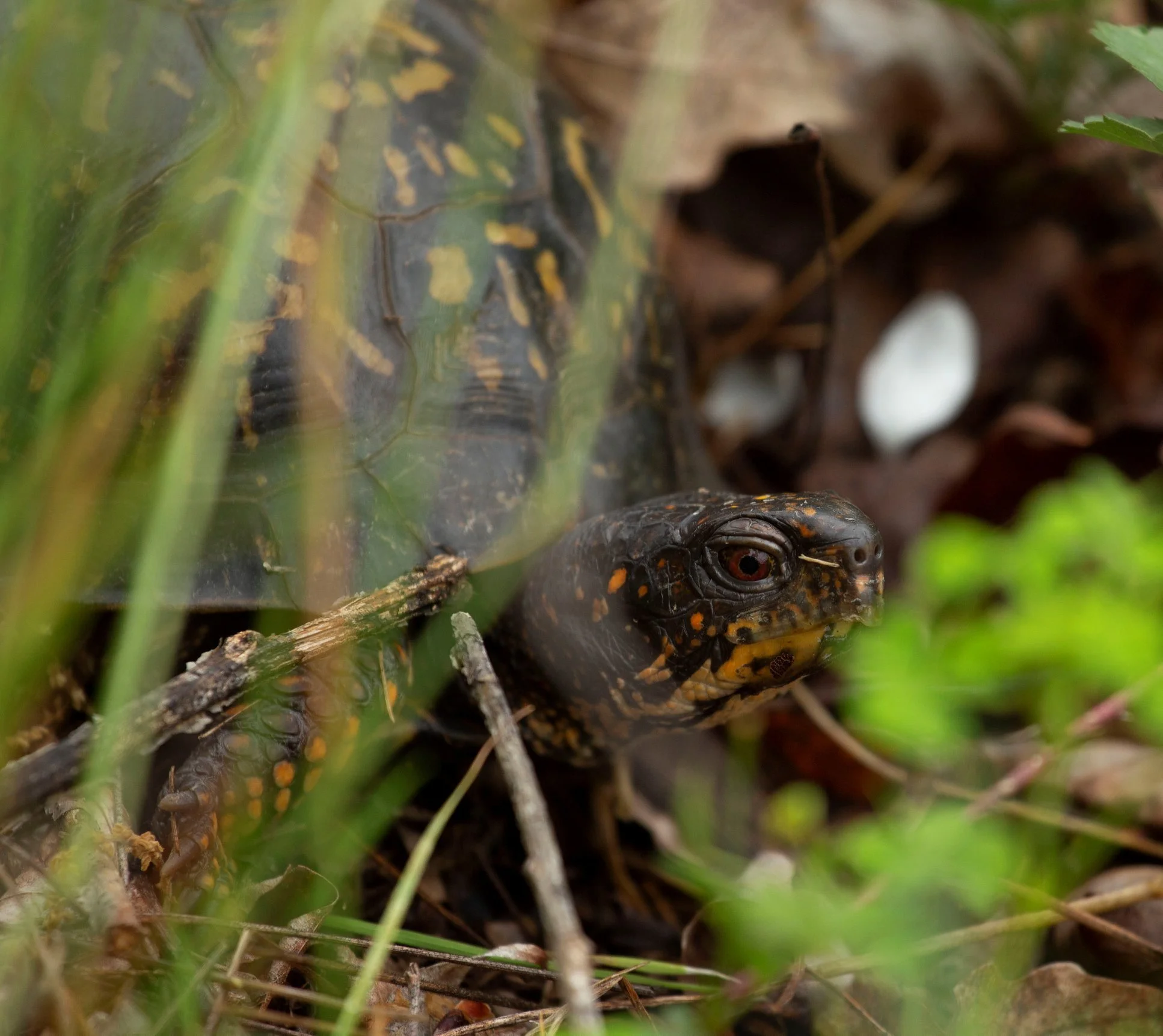 Creek to Classroom: Wildlife Education Program