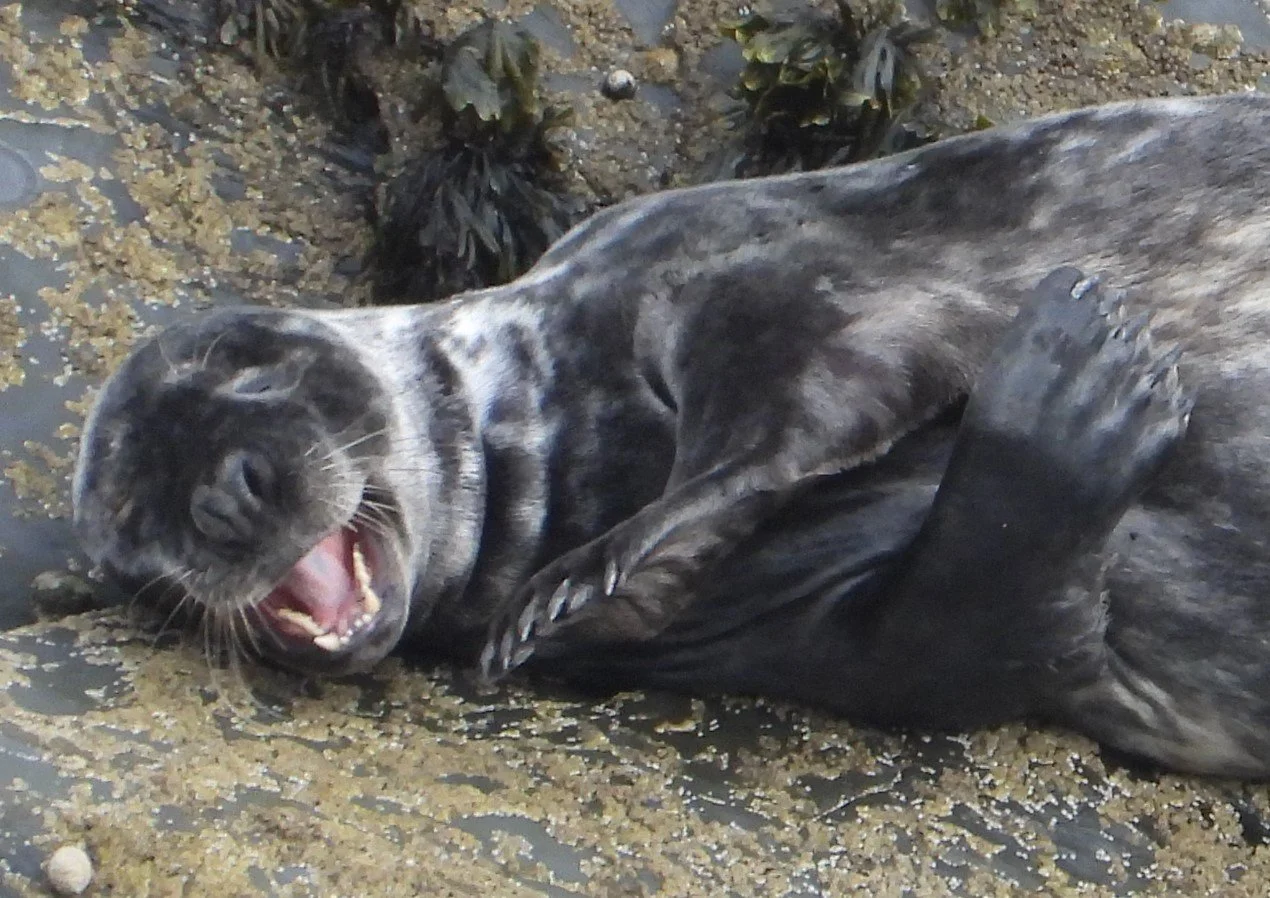 Giving seals a voice
