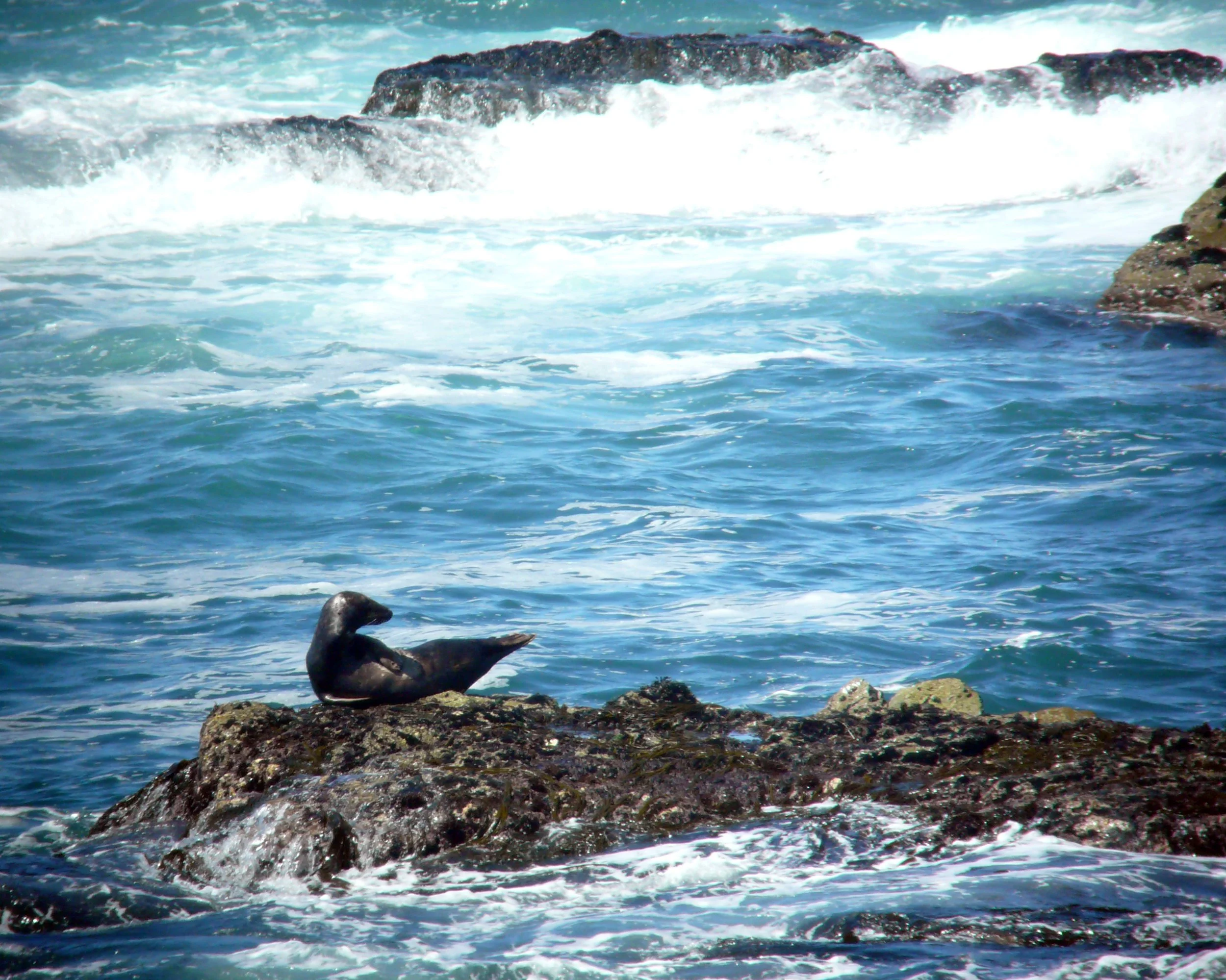 43 Offshore habitat.JPG