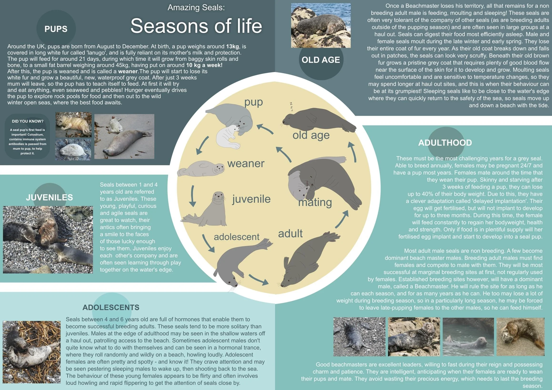 Amazing Seals — Seal Research Trust