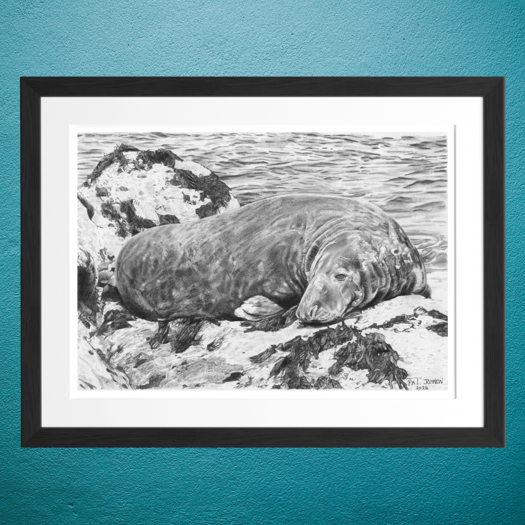 Pencil Illustration print by Pat Johnson