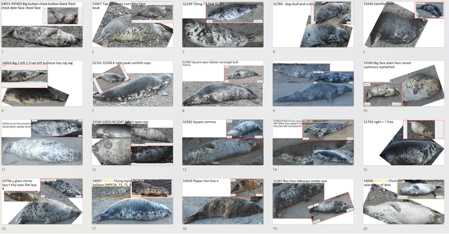 Example matches found with Seal Match