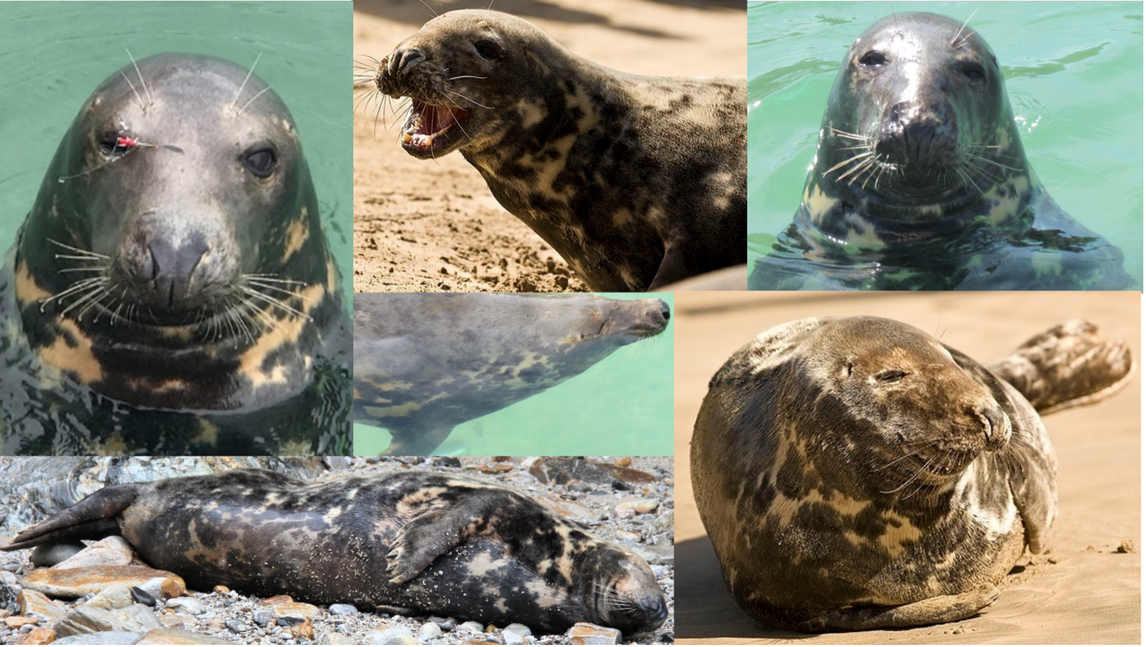 Seal Journeys