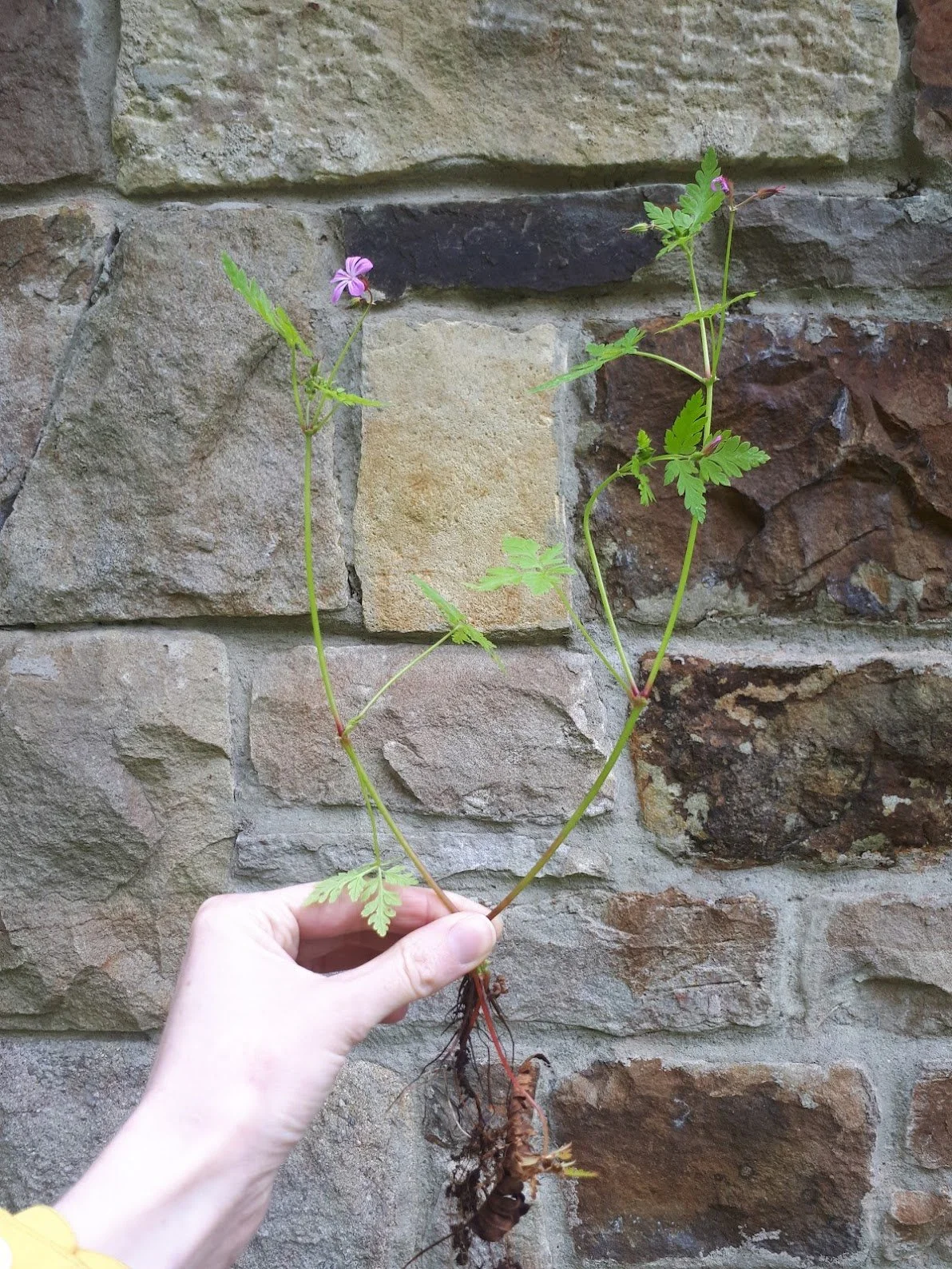20190615_144533.jpg