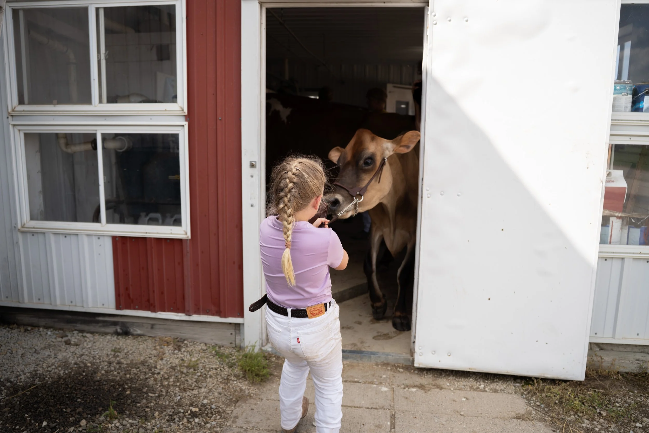 Charlotte Schley, 7, leads a cow out of the milking area at the Dodge County Free Fair on Saturday, July 19, 2025 in Kasson. Schley is a novice shower and it is her first year helping out at the fair. (Post Bulletin)