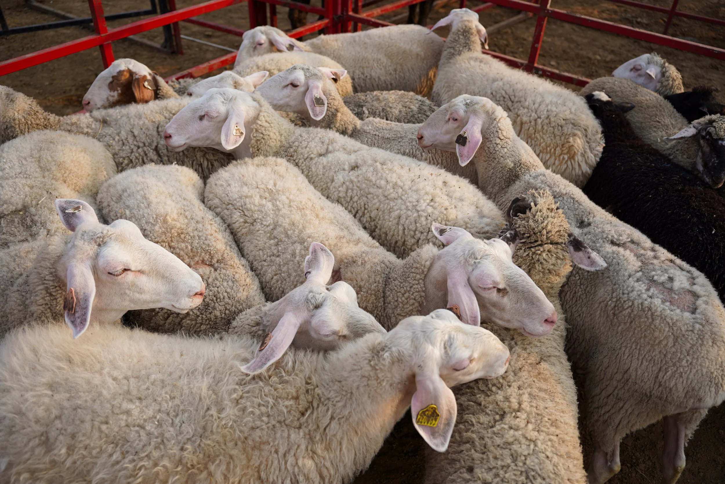 Sheep are held in a holding pen for children to use for mutton busting during the Great Frontier Bull Riding at the Wabasha County Fair on Friday, August 1, 2025 in Wabasha. (Post Bulletin)