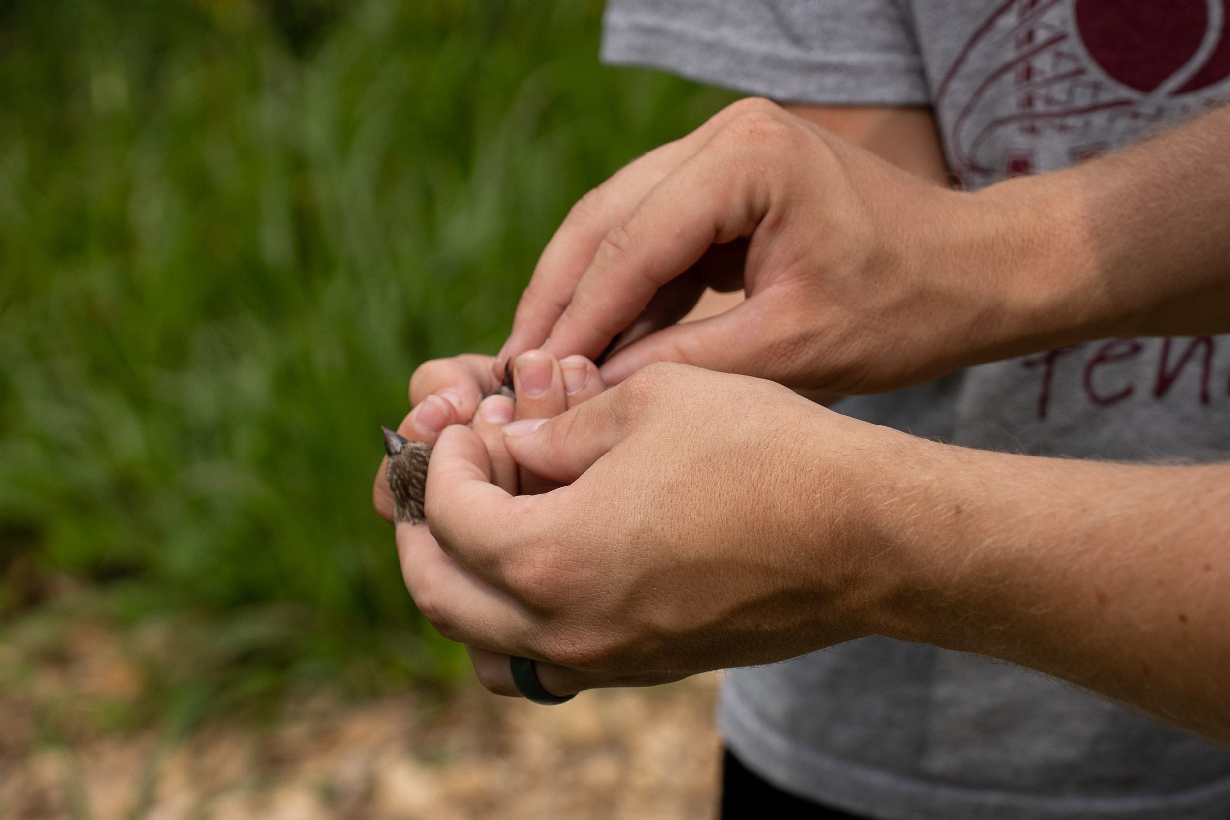 John Halsey shows a participant the correct way to hold a bird before release at Quarry Hill Nature Center on Sunday, August 3, 2025 in Rochester. Quarry Hill hosts a monthly bird banding event which is open to the public with registration. They catc