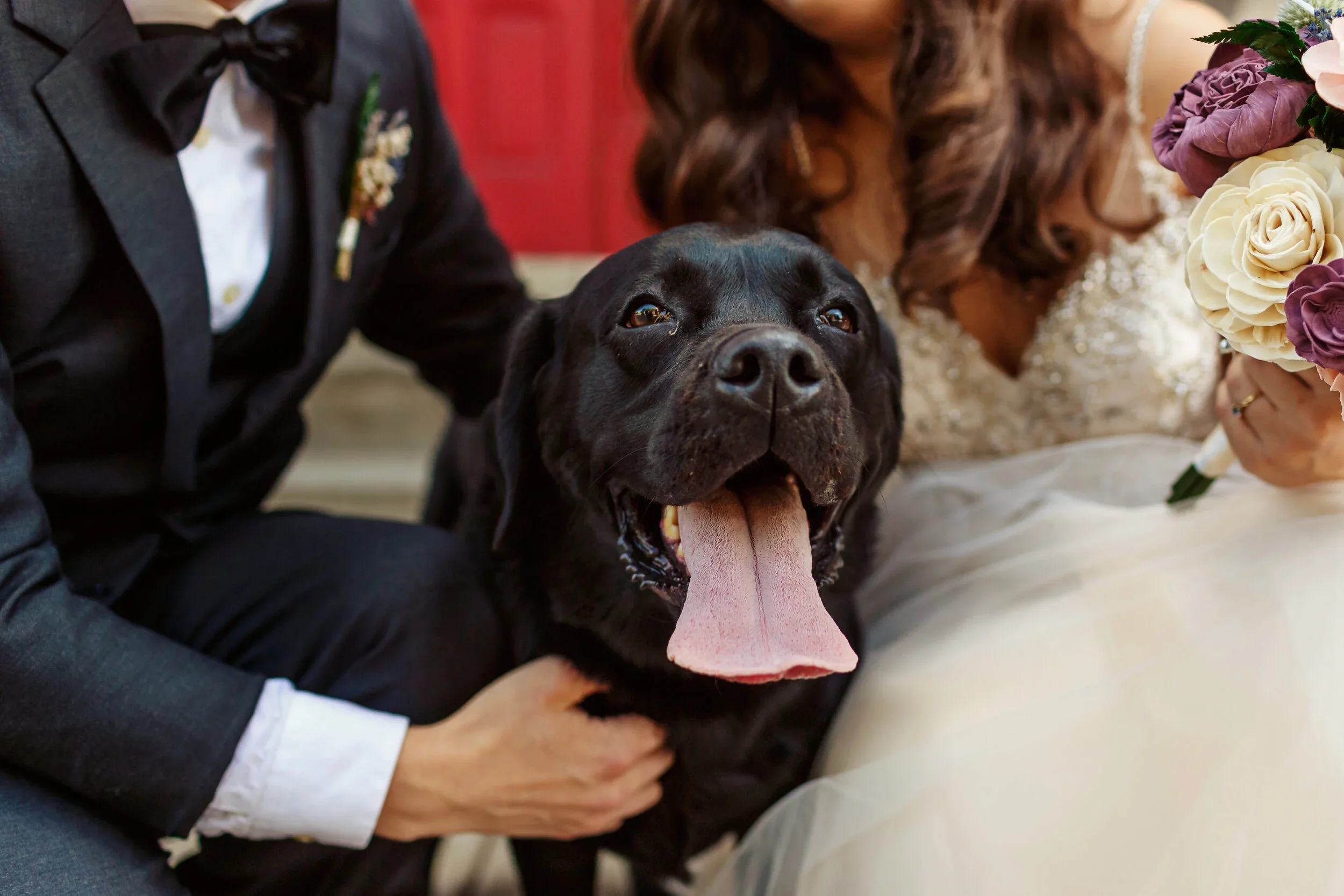 the dog.webp