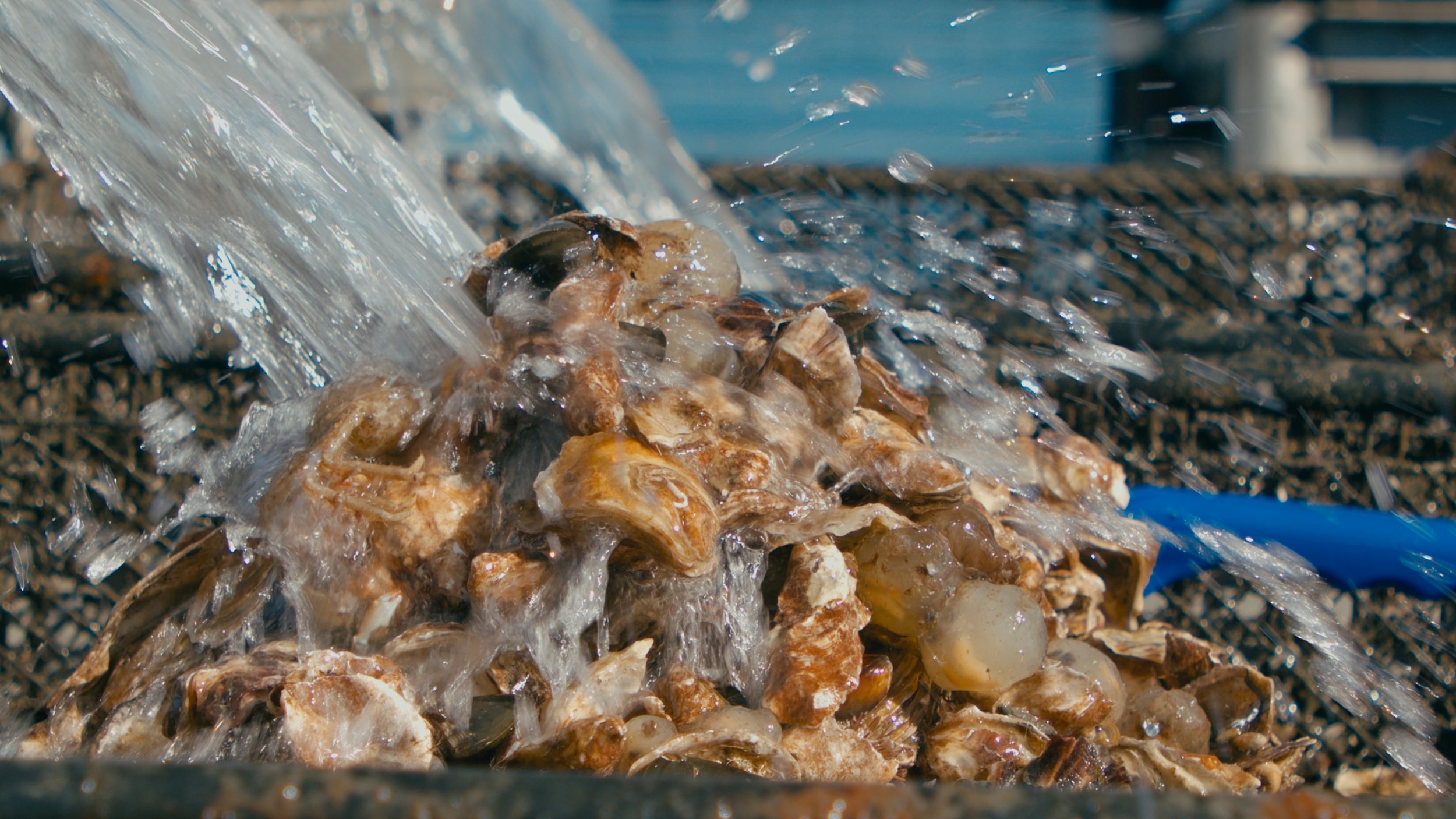 Alaska Shellfish Farms - Greg Bates - Oyster Farm_2.32.1.jpg