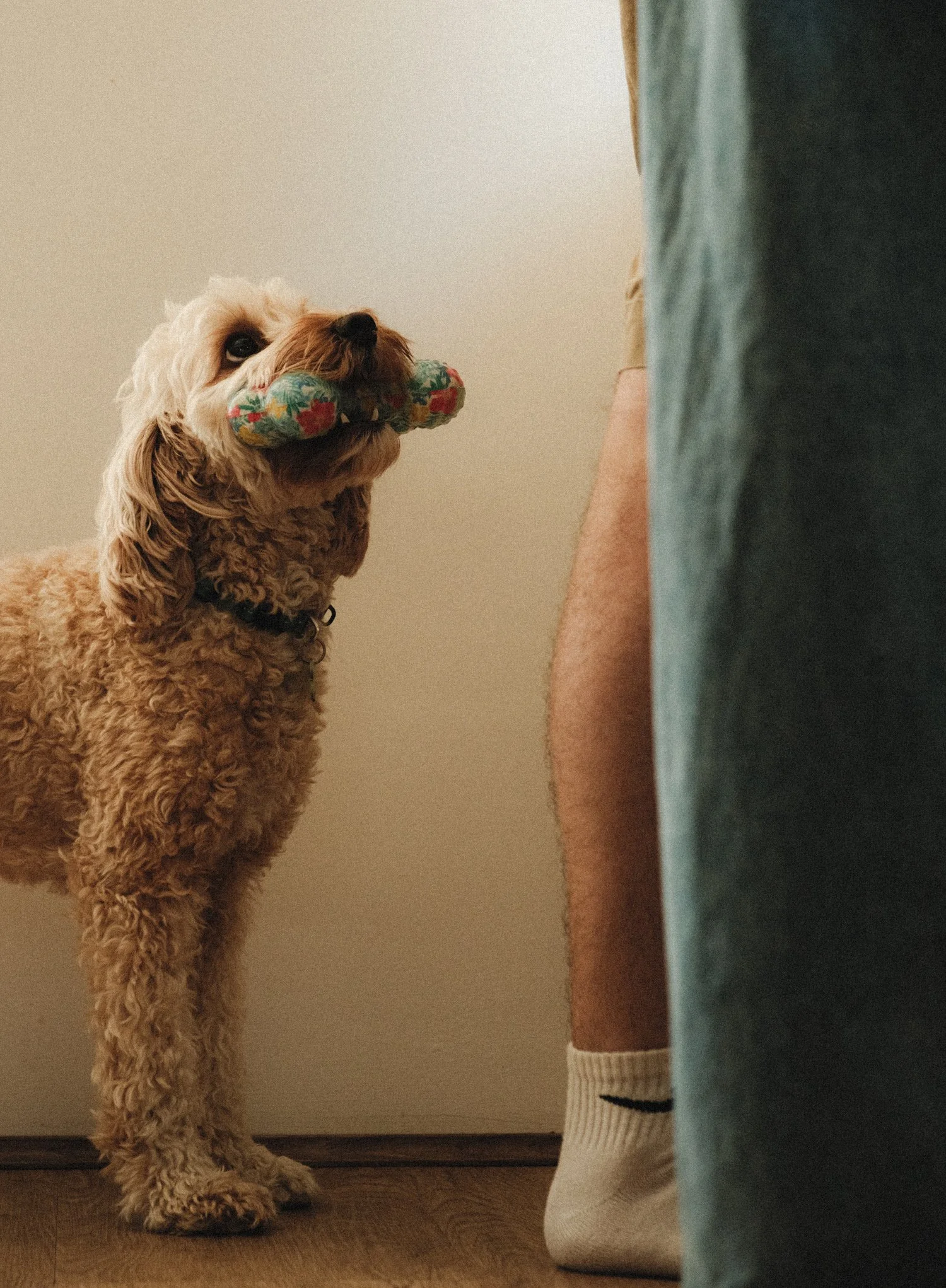 A curly-haired dog with a colorful fabric toy in its mouth, looking up at a person wearing a sock with a black stripe.