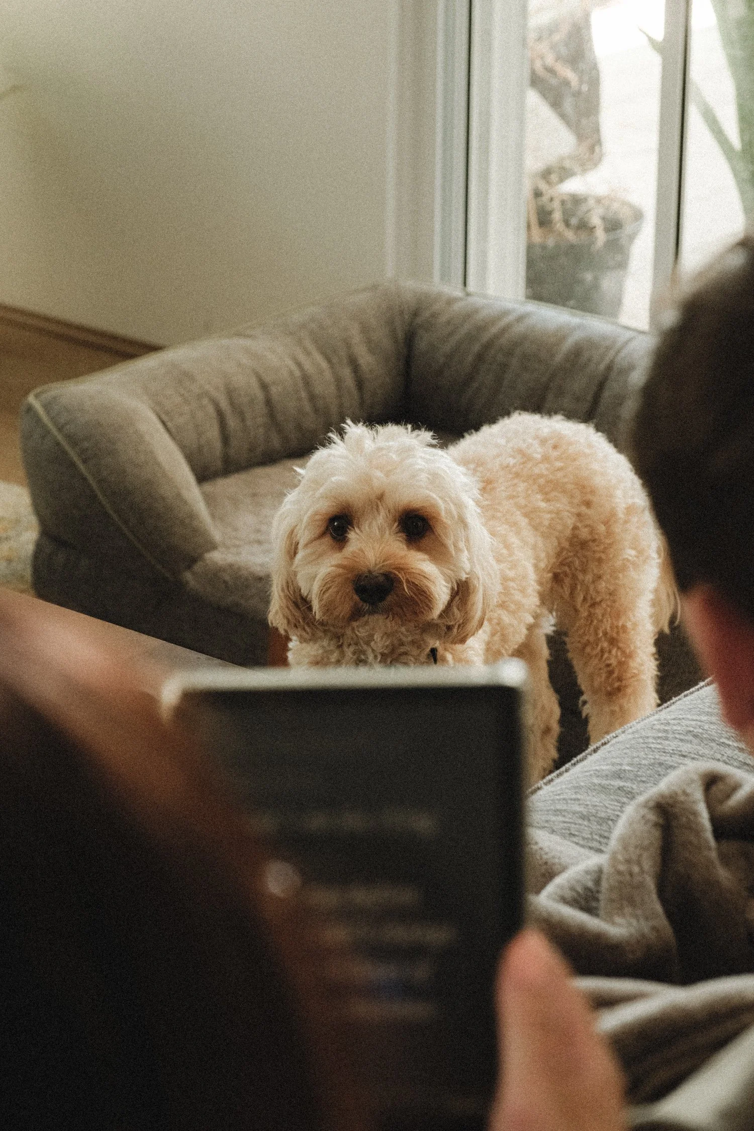 A small, light-colored fluffy dog looking at the camera in a cozy living room with a dog bed and a sliding glass door in the background.