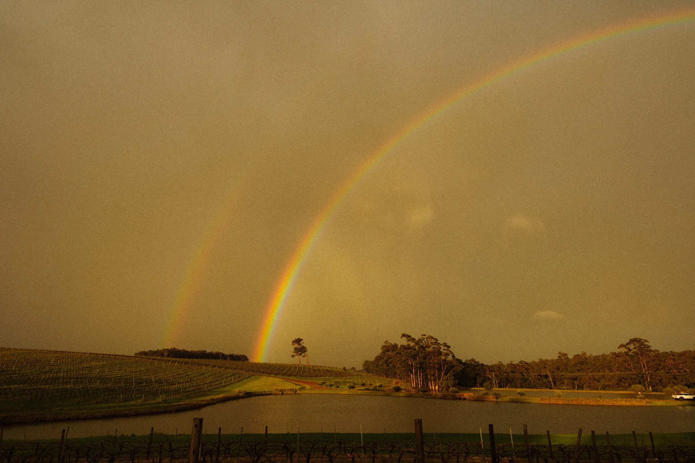 A double rainbow over a rural landscape with trees, a vineyard, and a body of water, during sunset or sunrise.