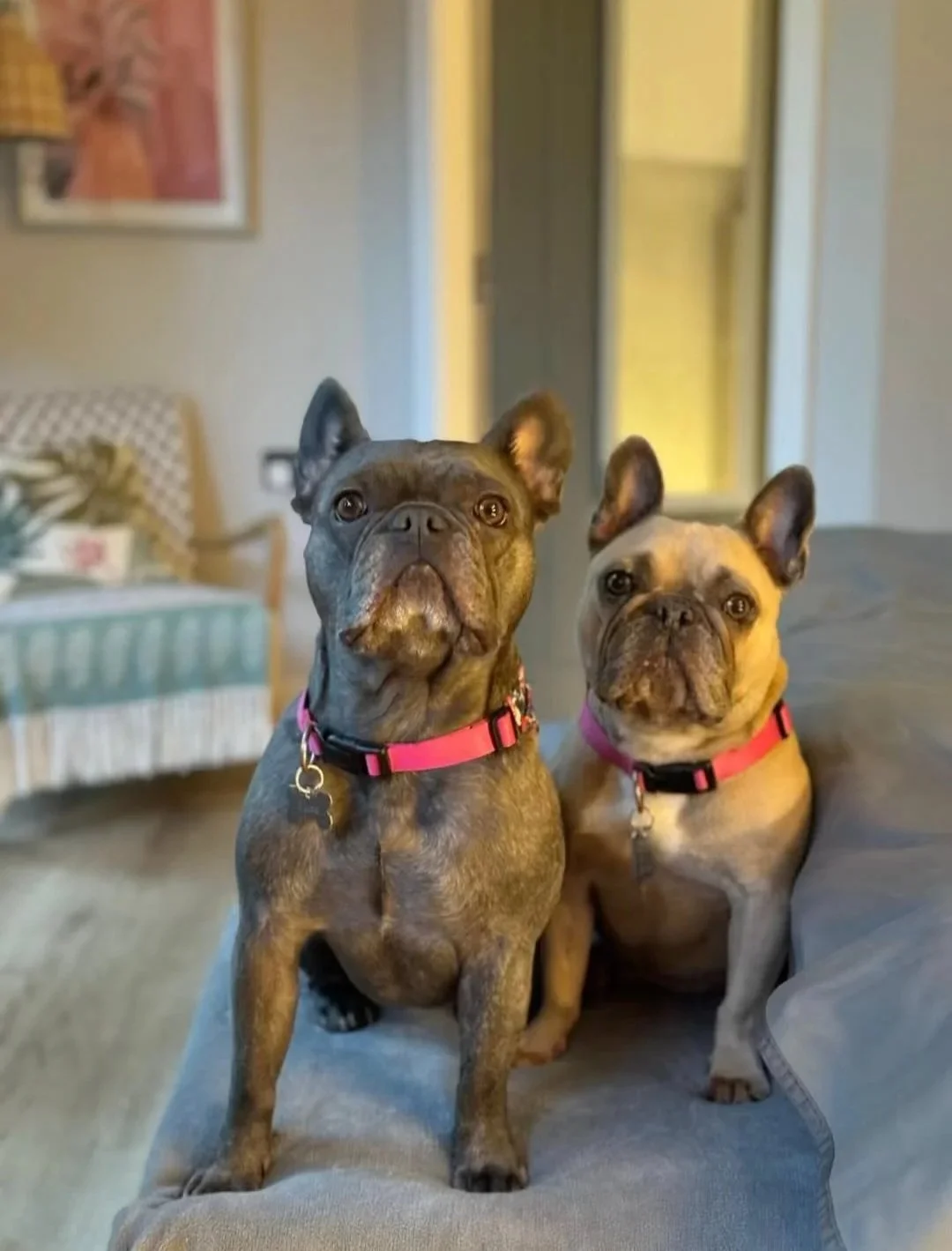Two French Bulldogs with pink collars sitting on a person's lap in a living room.