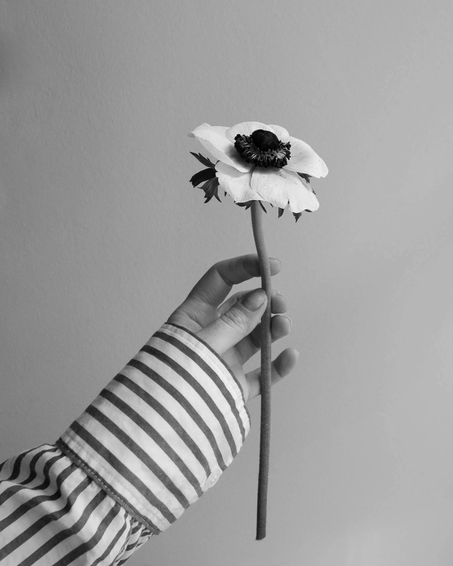 A black and white photograph of a hand holding a single flower against a plain background. The hand is wearing a striped long-sleeve shirt.