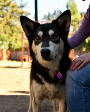 A black and white dog with pointed ears and a purple collar, standing outdoors with a person nearby.