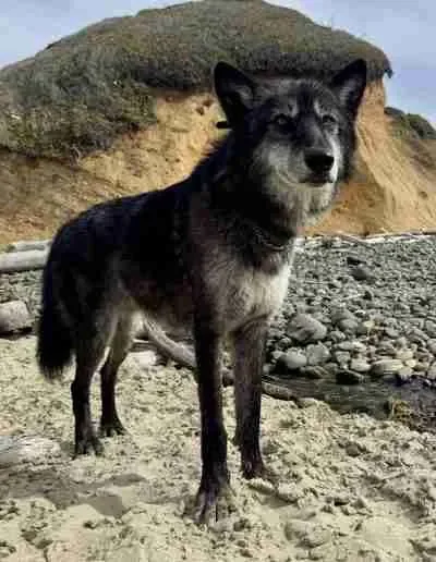 A black and gray dog standing on a rocky beach with a grassy hill in the background.